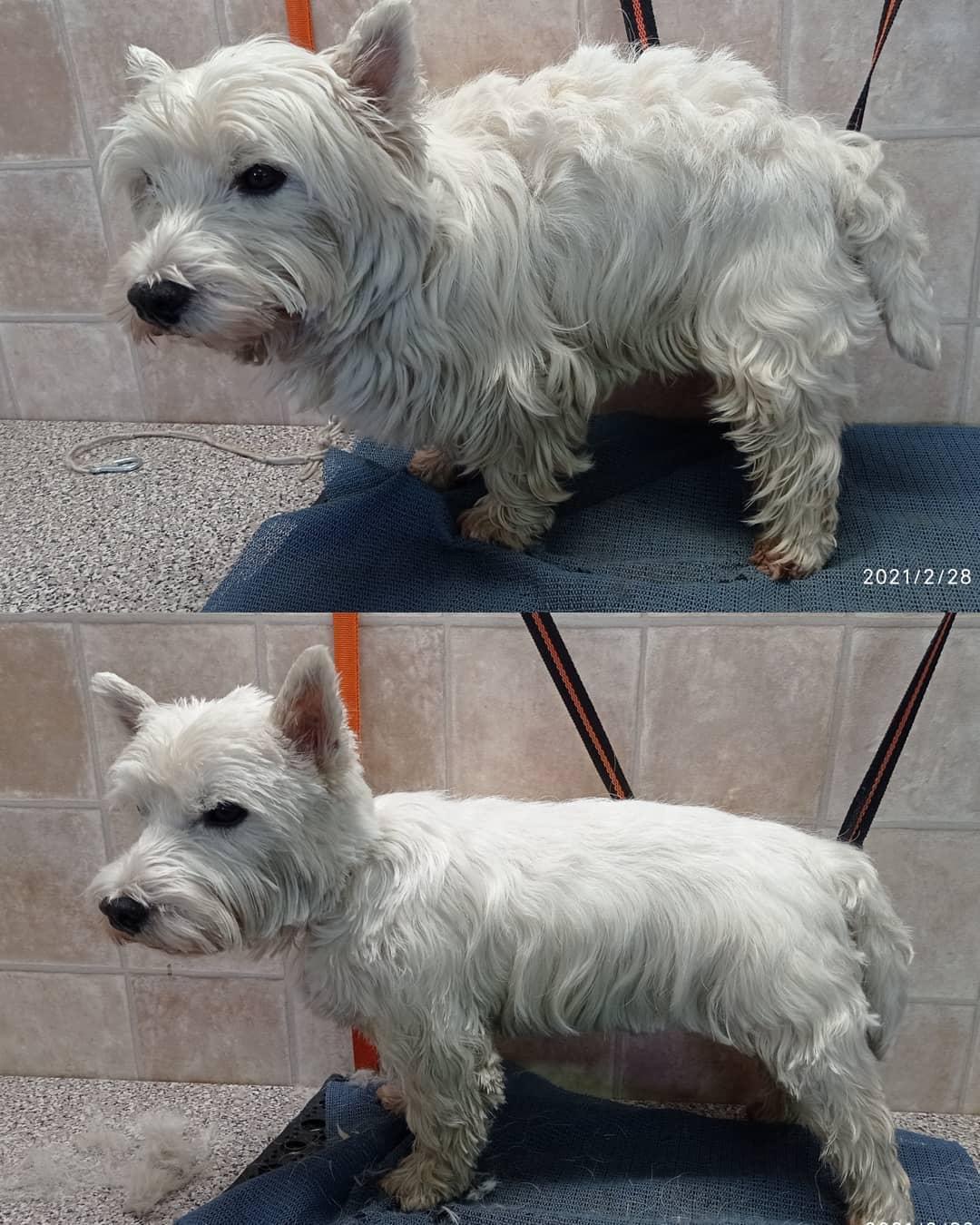 Veronika Švecová - Psí salon foto 6