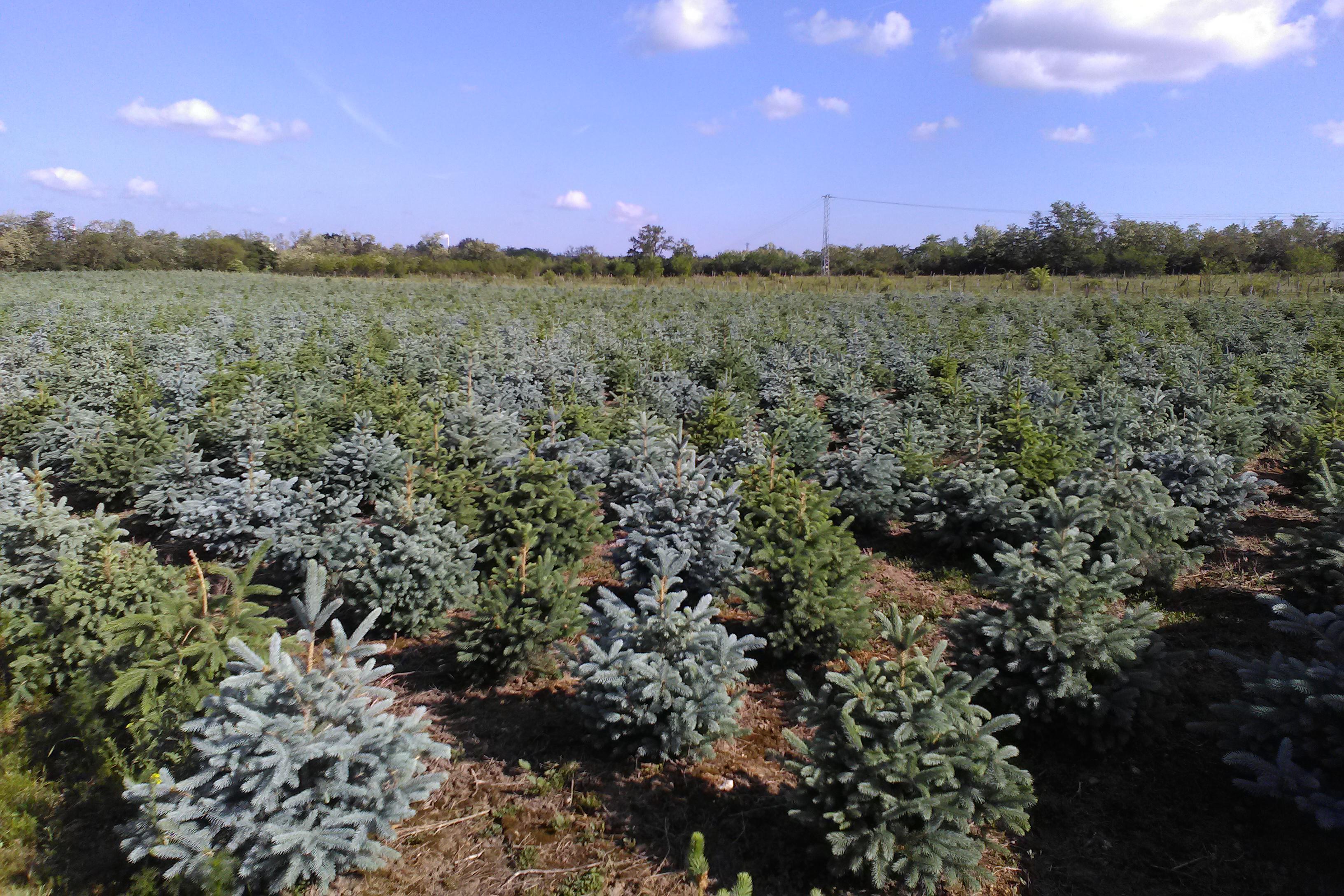 Plantáž vánočních stromků Hodonice