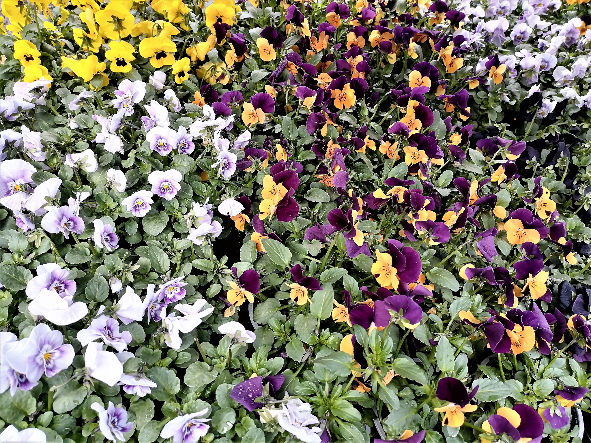 Zahradnické centrum Letokruh foto 5