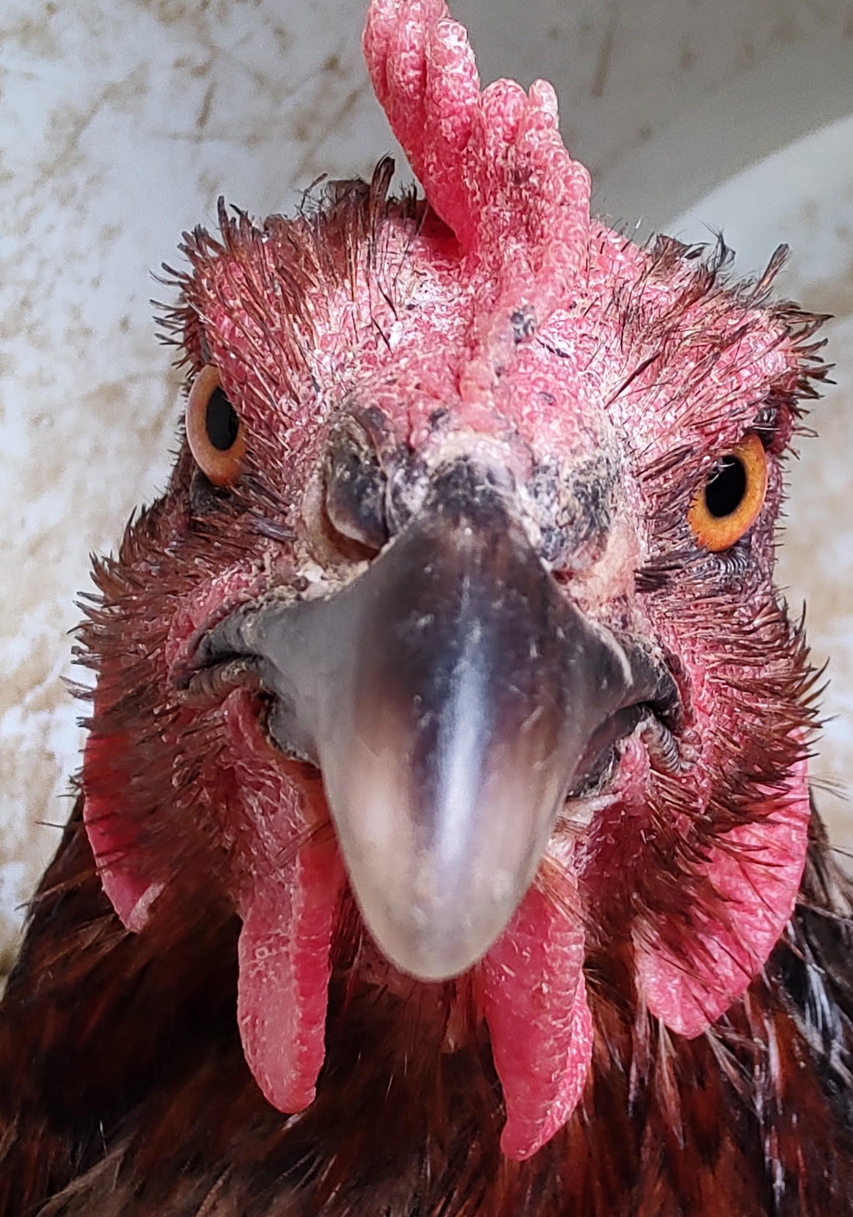 Kozí BIO farma Dolínek foto 6