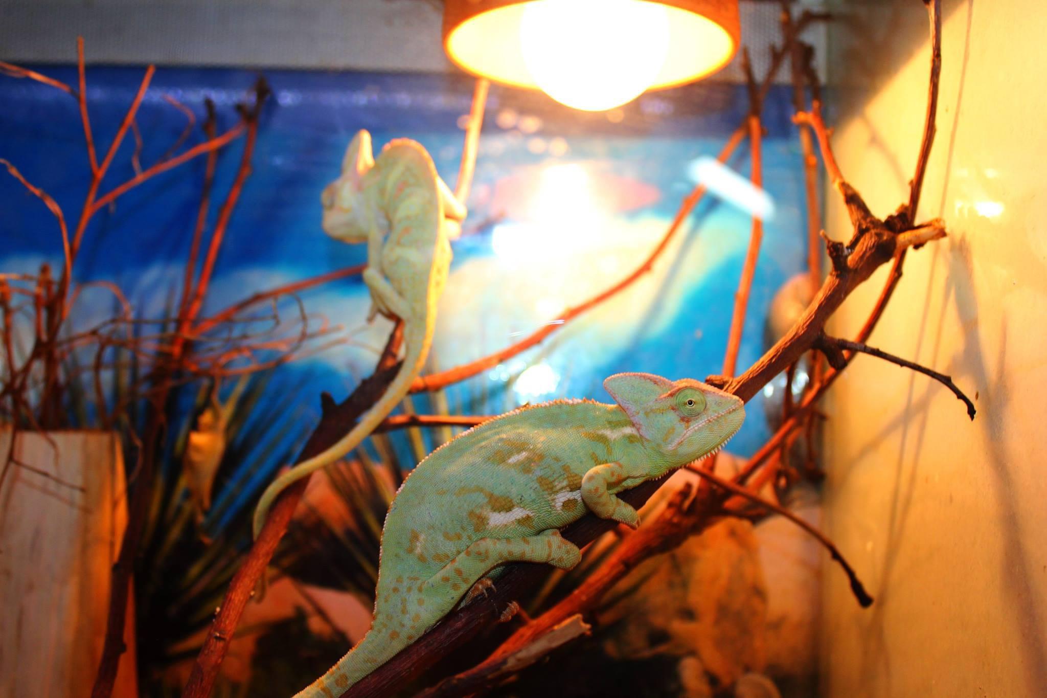 ZOO Škorpion foto 6