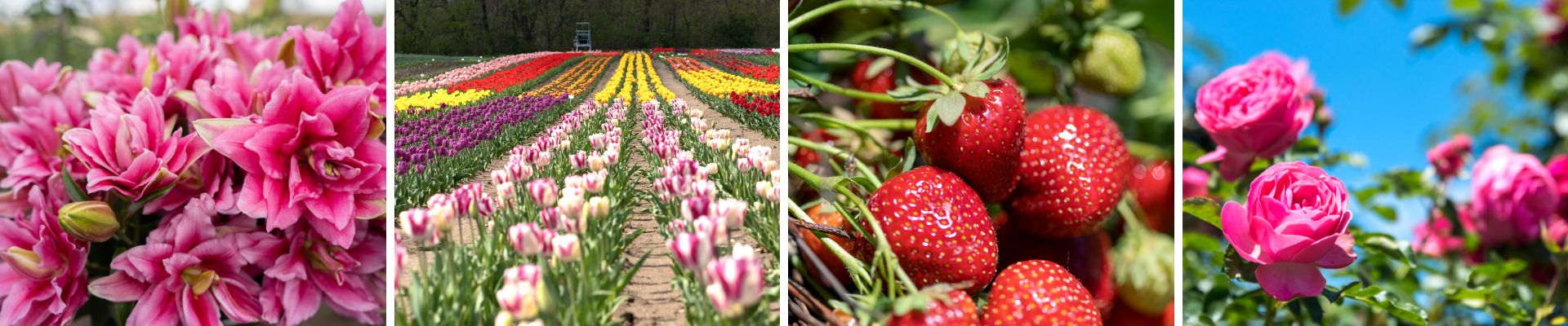 Úvodní obrázek Jahodárna Brozany