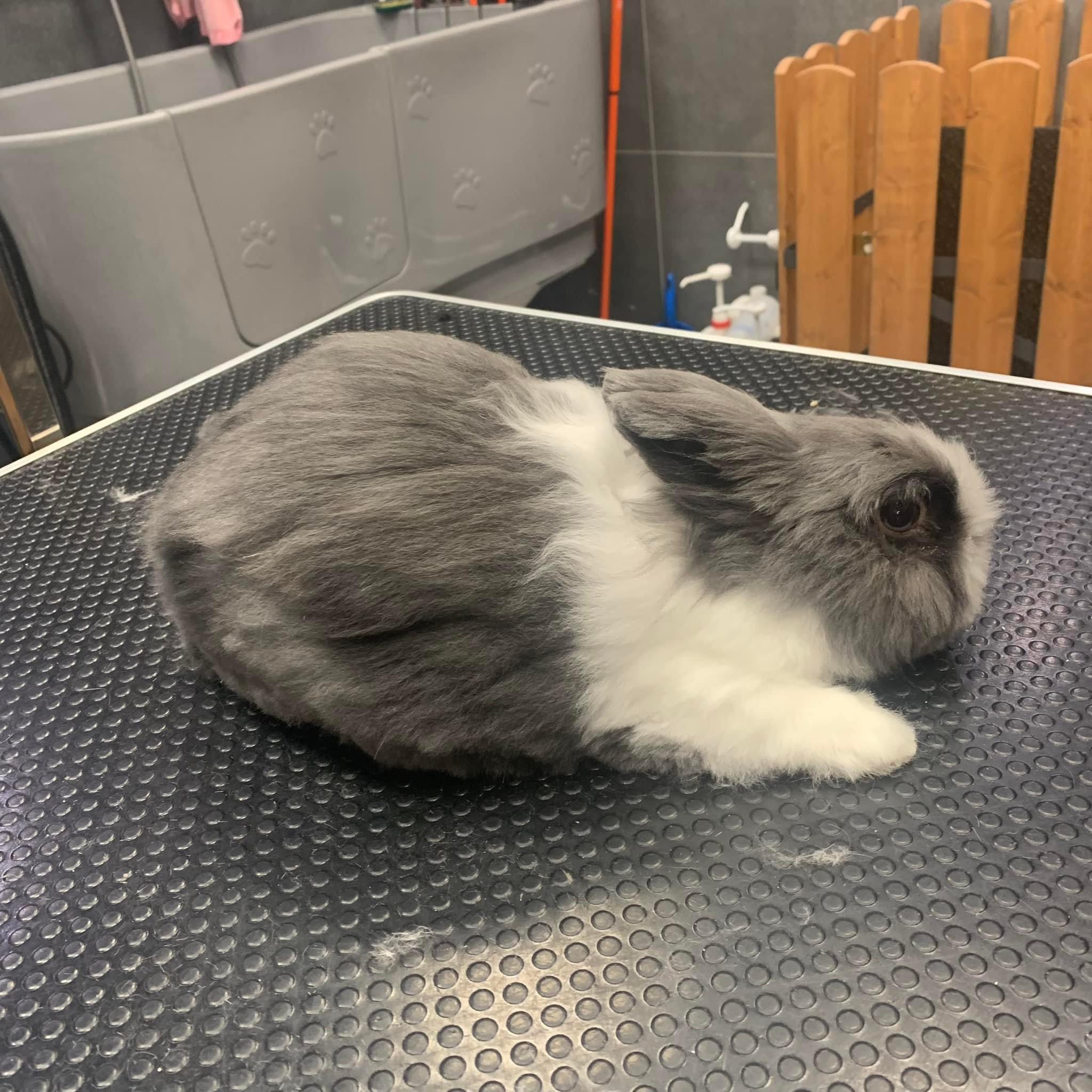 Úprava srsti králíků