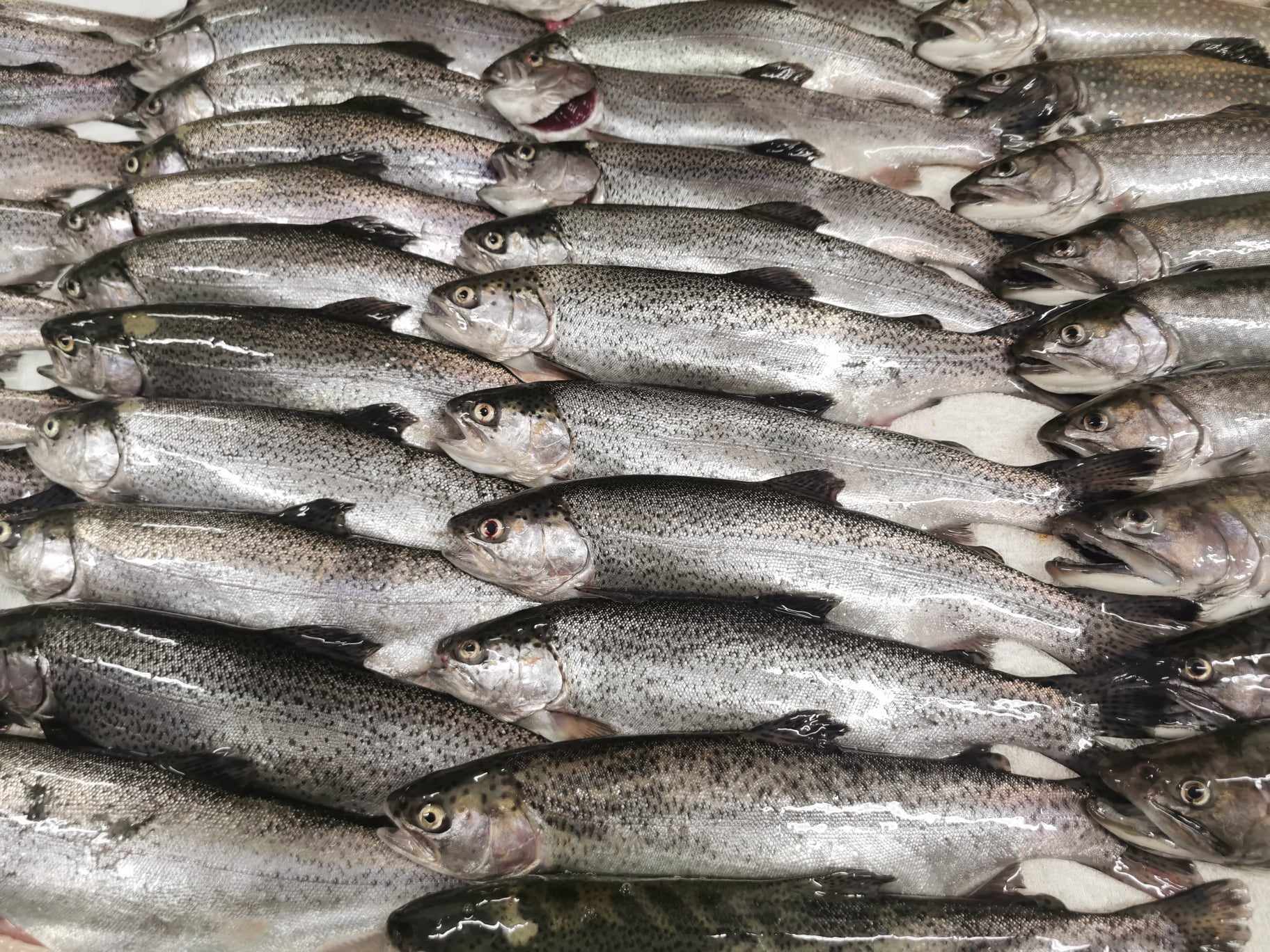 Radomil Macek - Vánoční kapři i další ryby foto 4