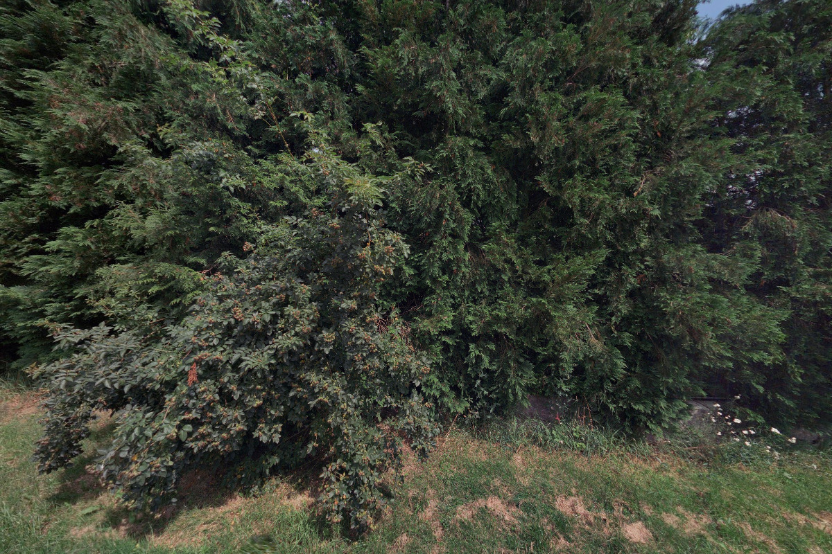 Zahradnictví Iveta Antošová foto 3