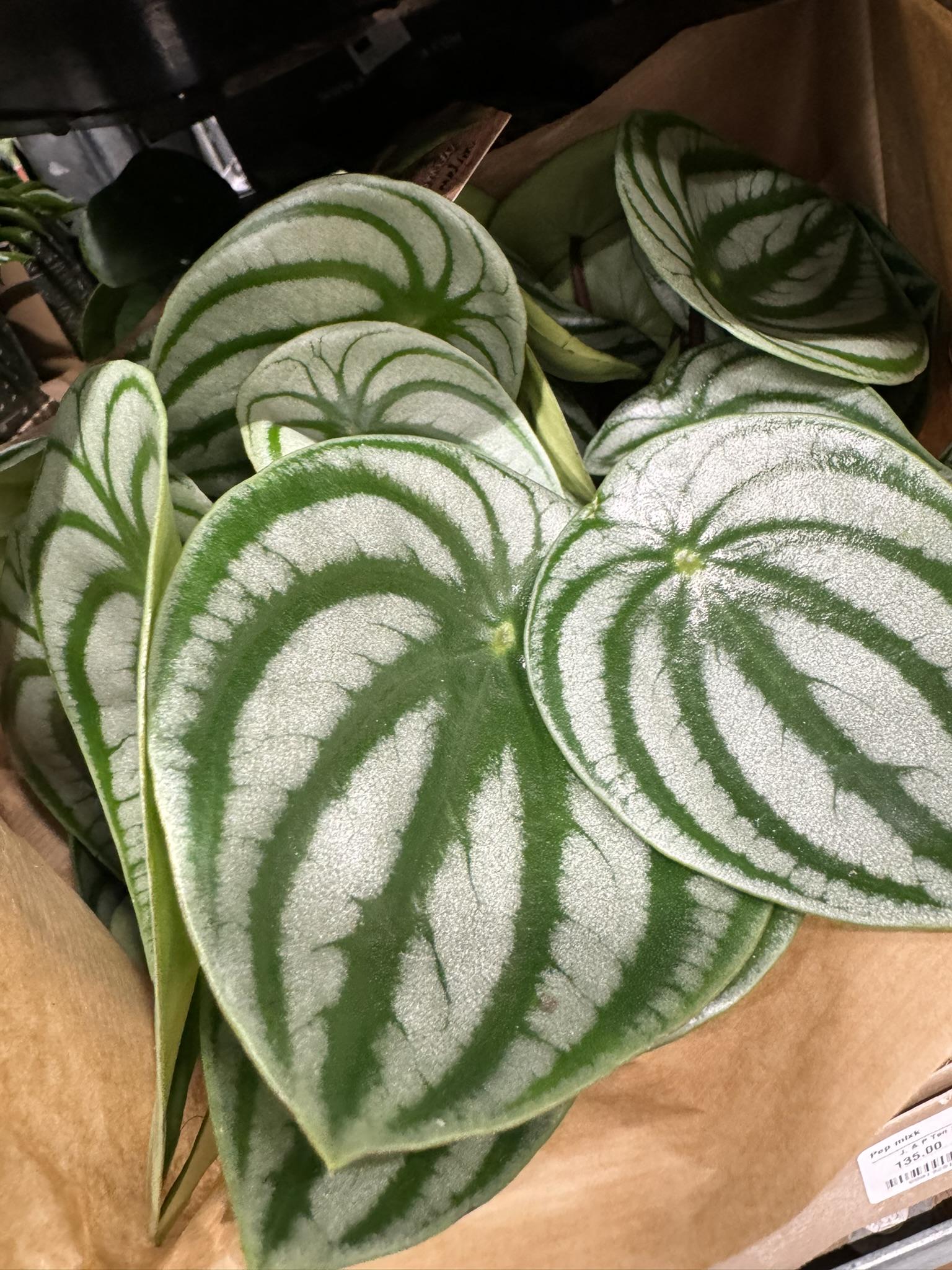 St. Gabriel Cash & Carry Praha foto 4