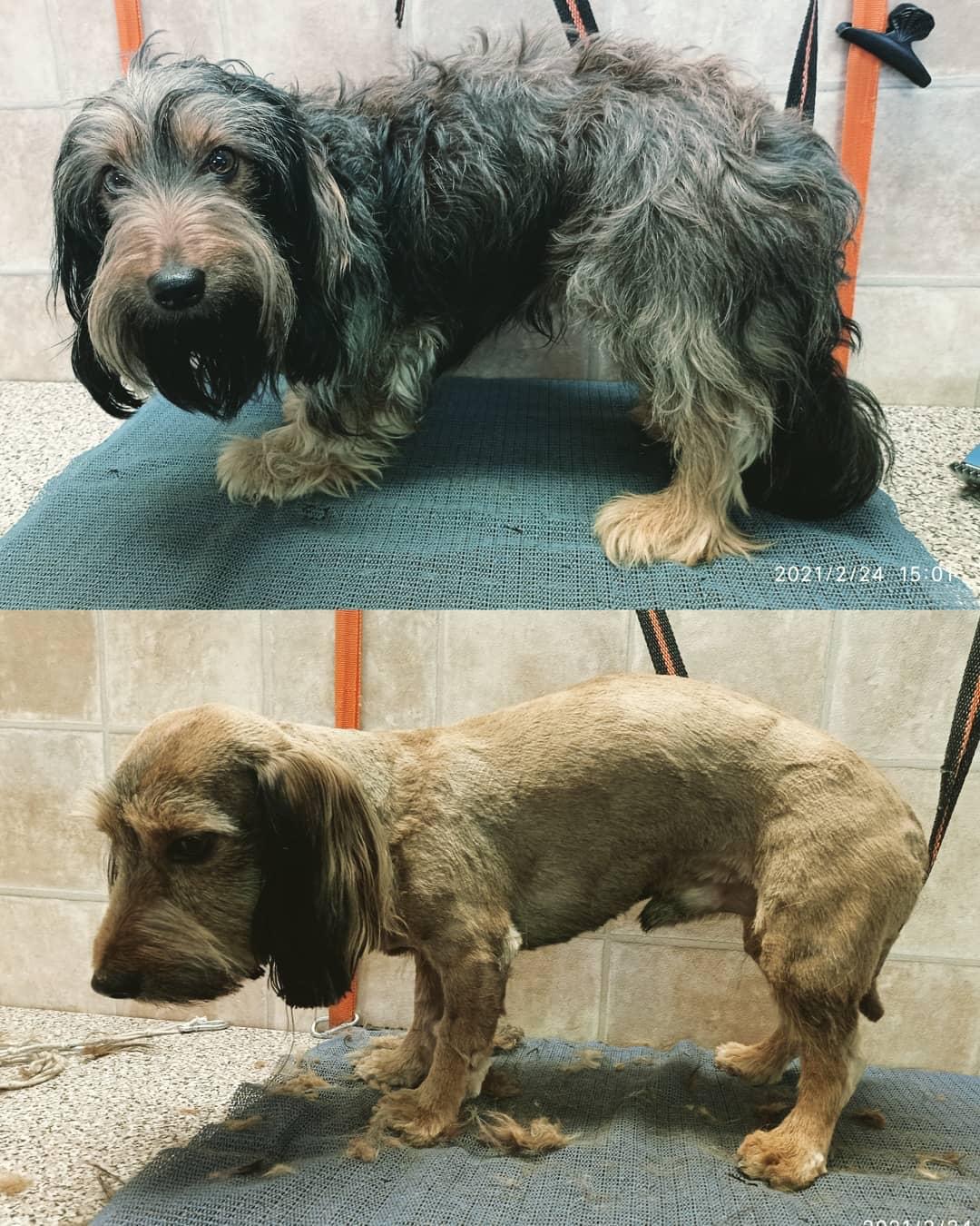 Veronika Švecová - Psí salon foto 5