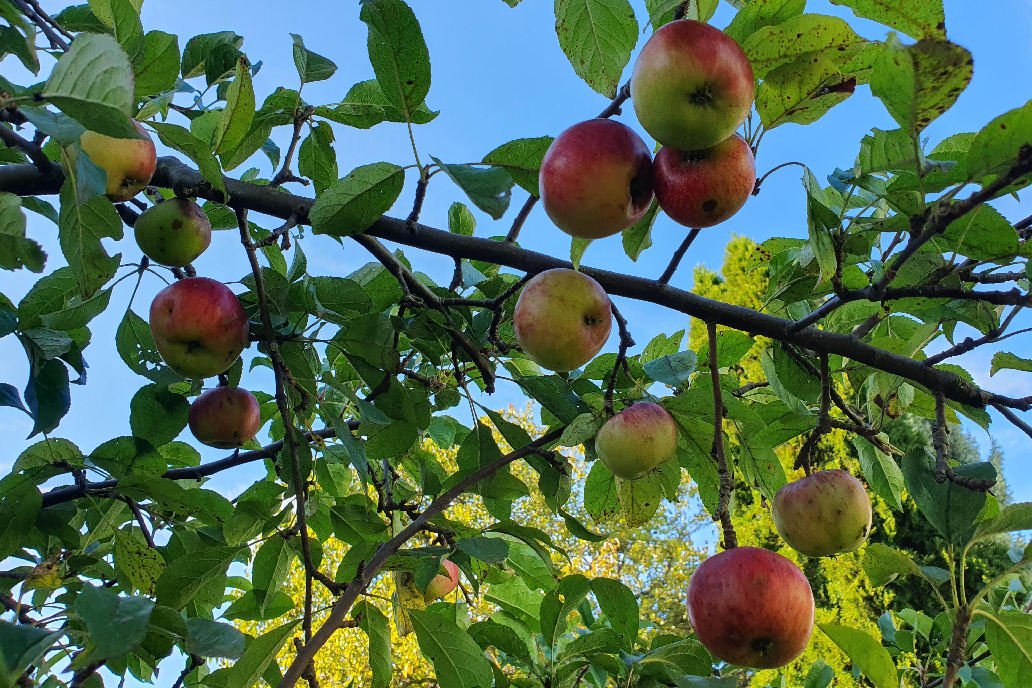 Ořez stromů Ing. Hana Rosová