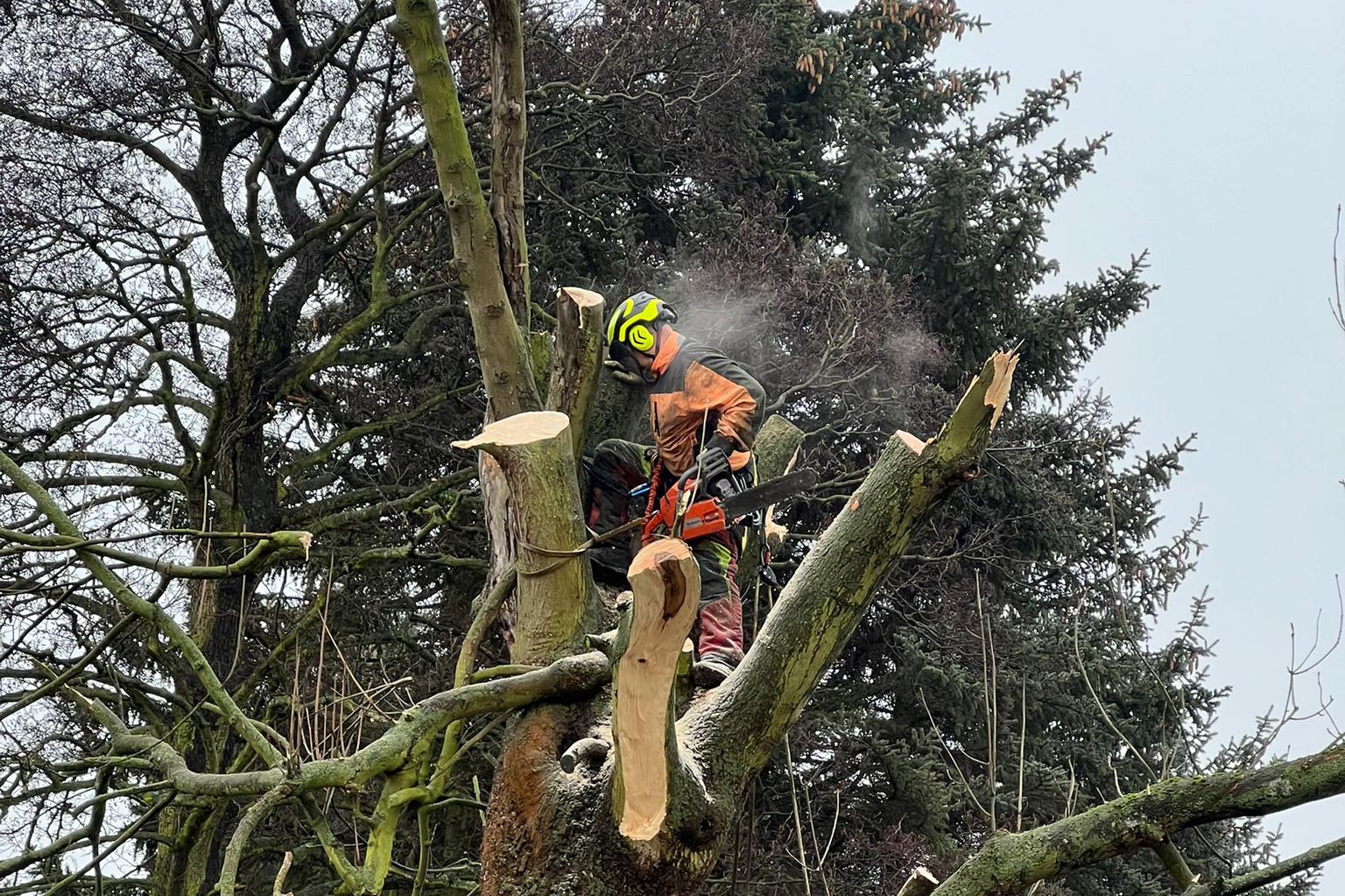 Rizikové kácení Petr Frída