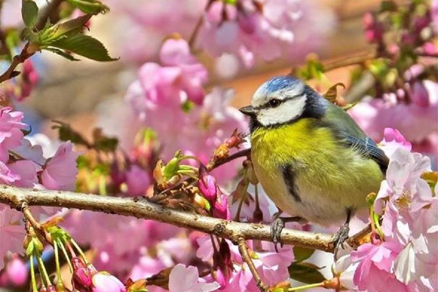 Vůně jara - 4 denní pobyt