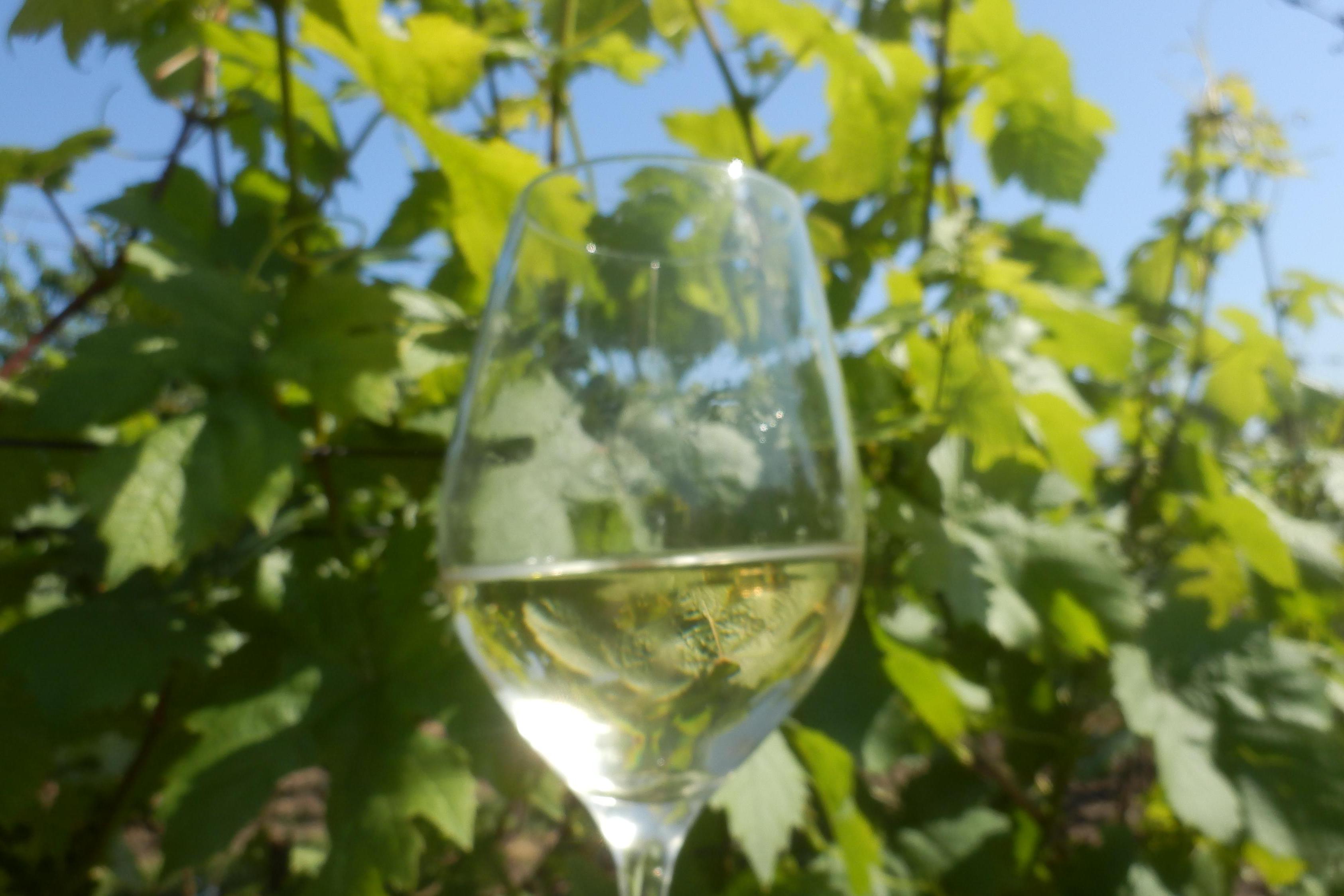 Vinařství Očenášek