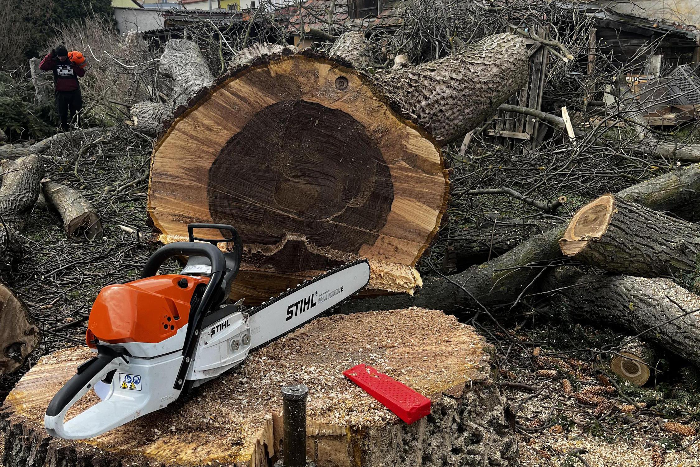 Kácení David Gondek