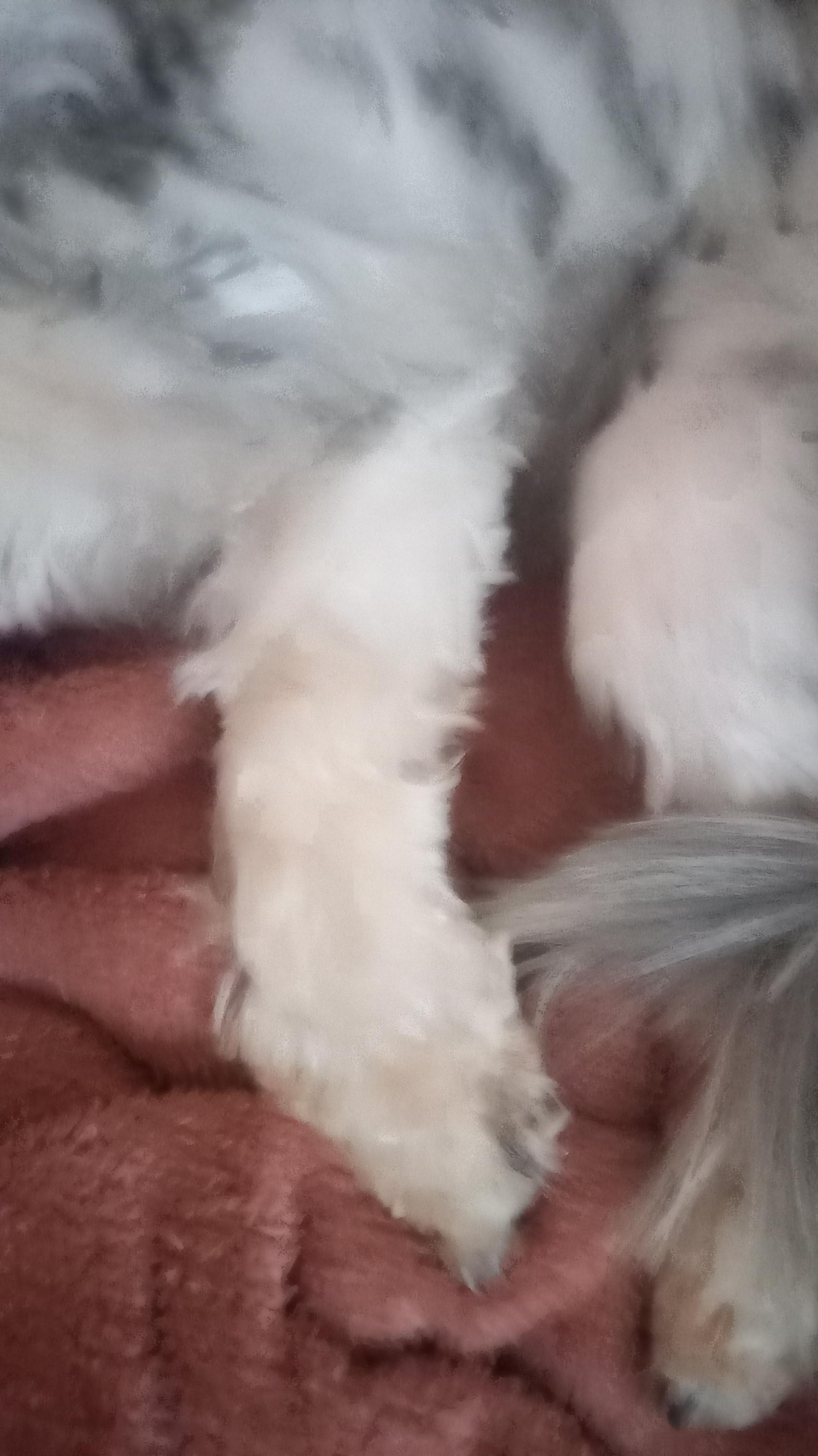 Psí salon Jessie foto 6