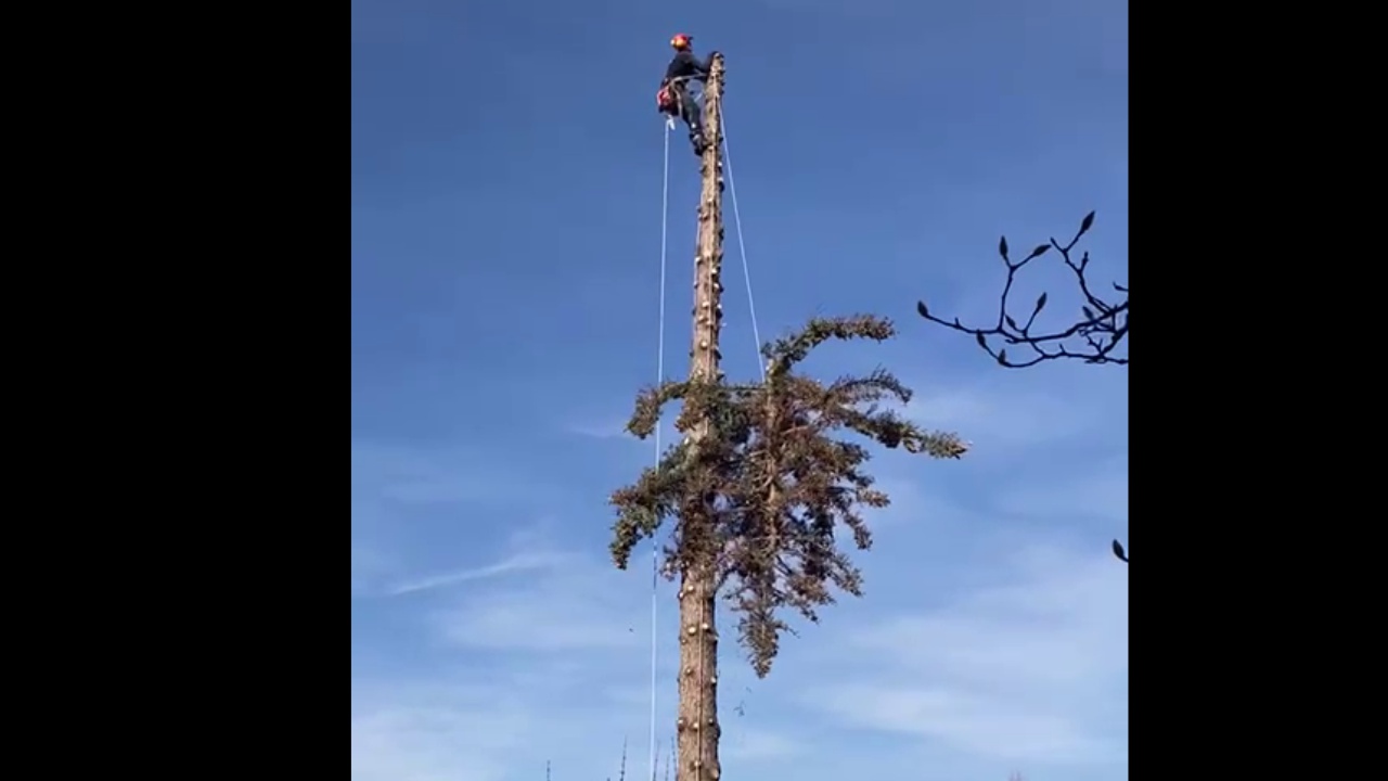 Rizikové kácení a ošetření stromů  ARBO-JEHLA foto 3
