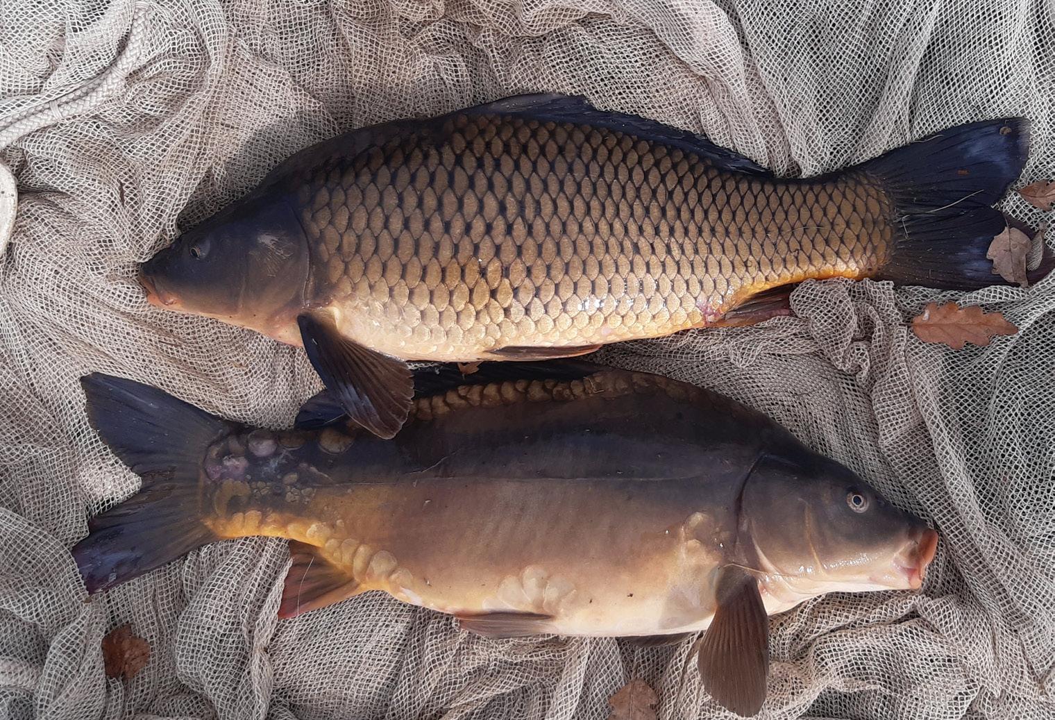 Povodí Moravy, s.p. - rybochovné hospodářství-prodej ryb foto 5