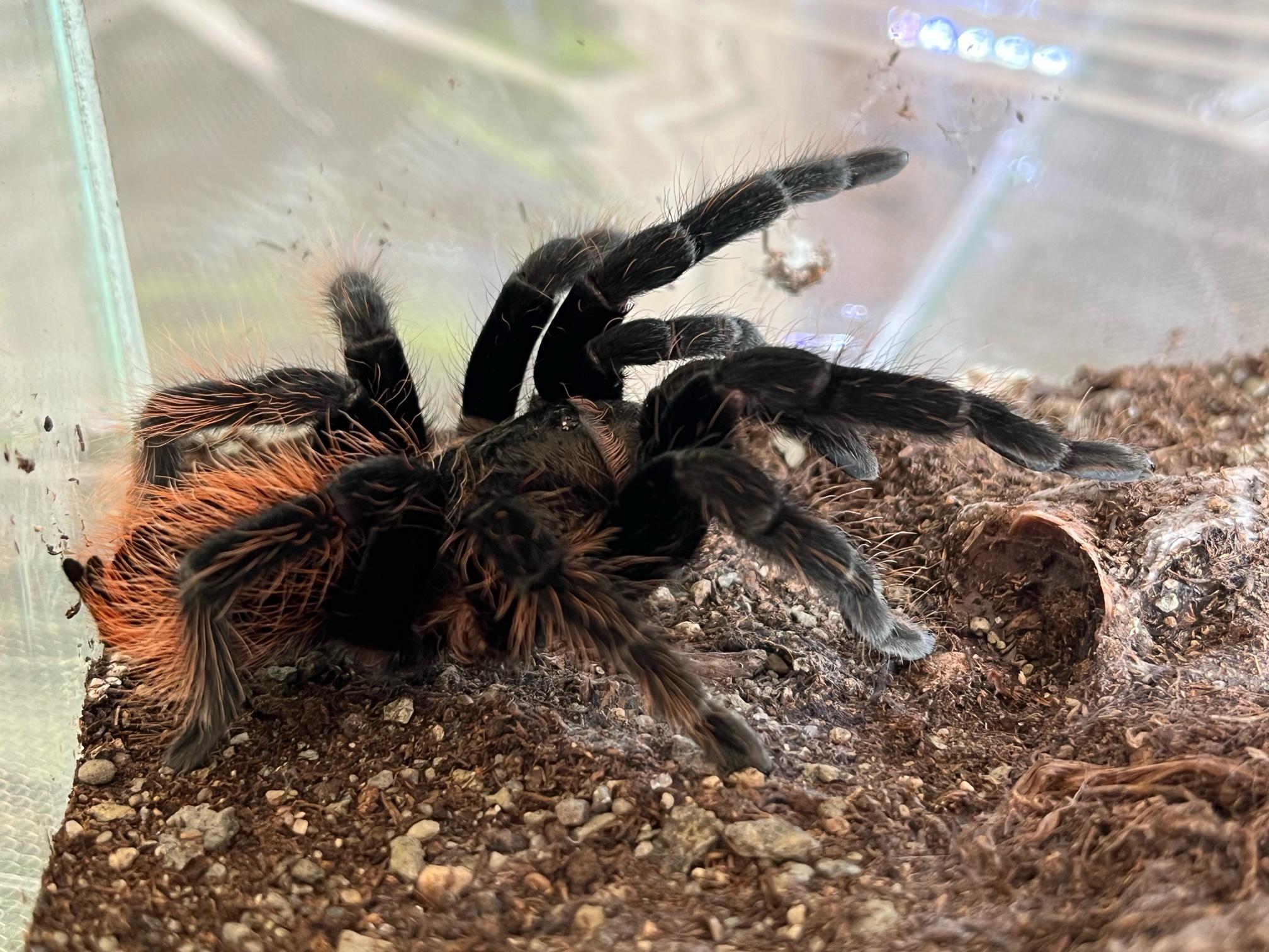 Zvířecí svět Geckonia foto 5