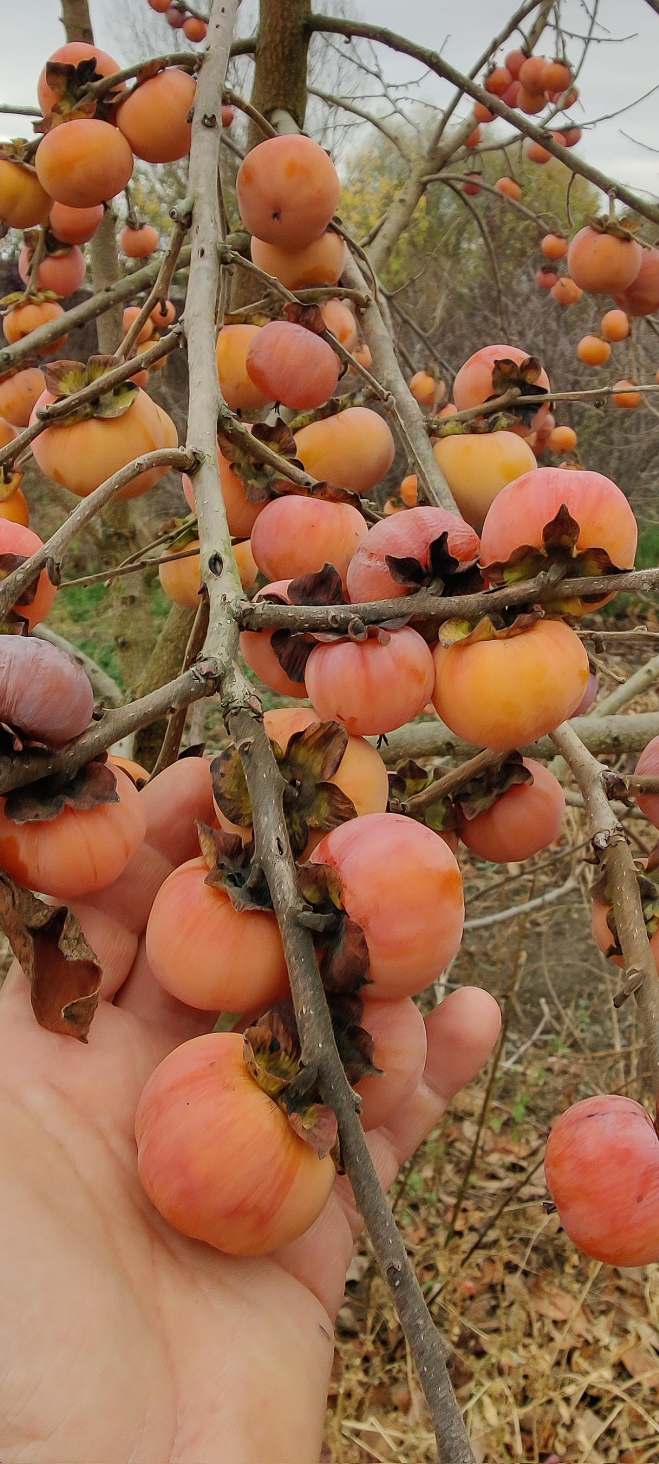 Netradiční Ovoce - Ing. Martin Stanko foto 3