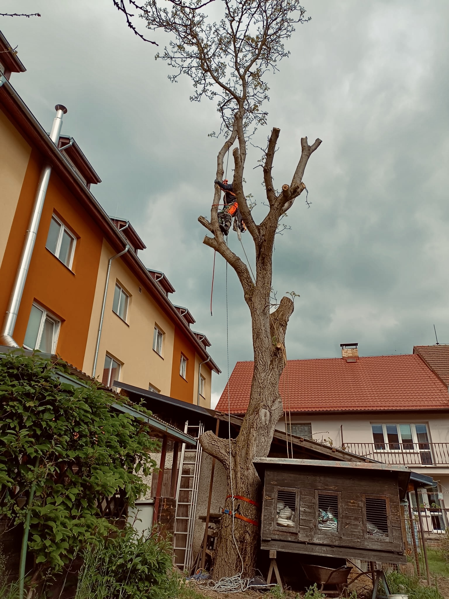 Rizikové kácení - Karel Matzner foto 4