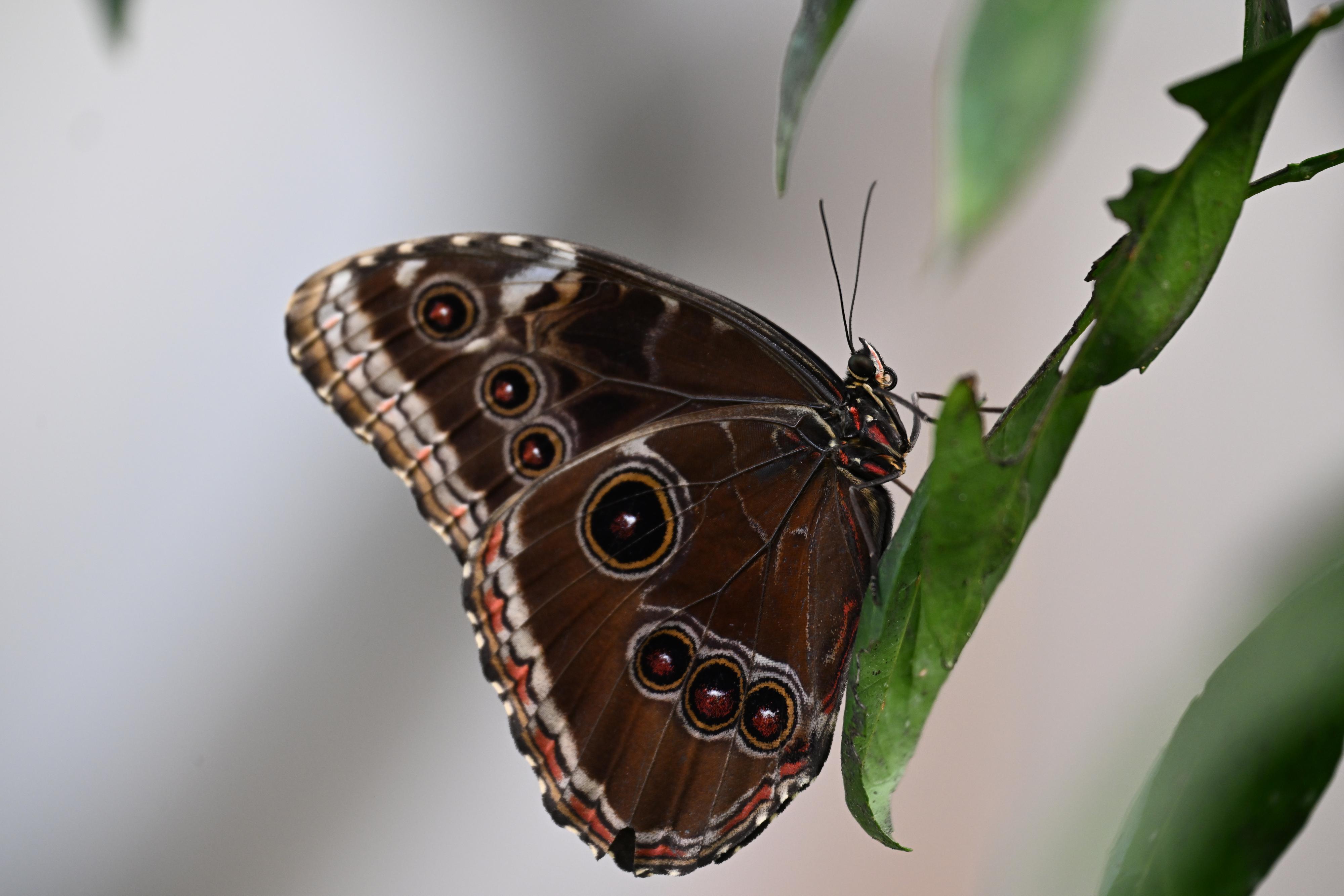 TROPIC HUKVALDY - Stanislav Rek foto 6