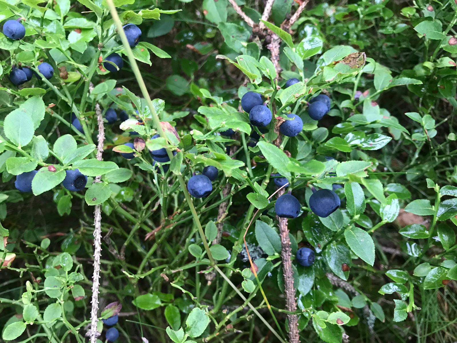 Roubenka u Rottků foto 5