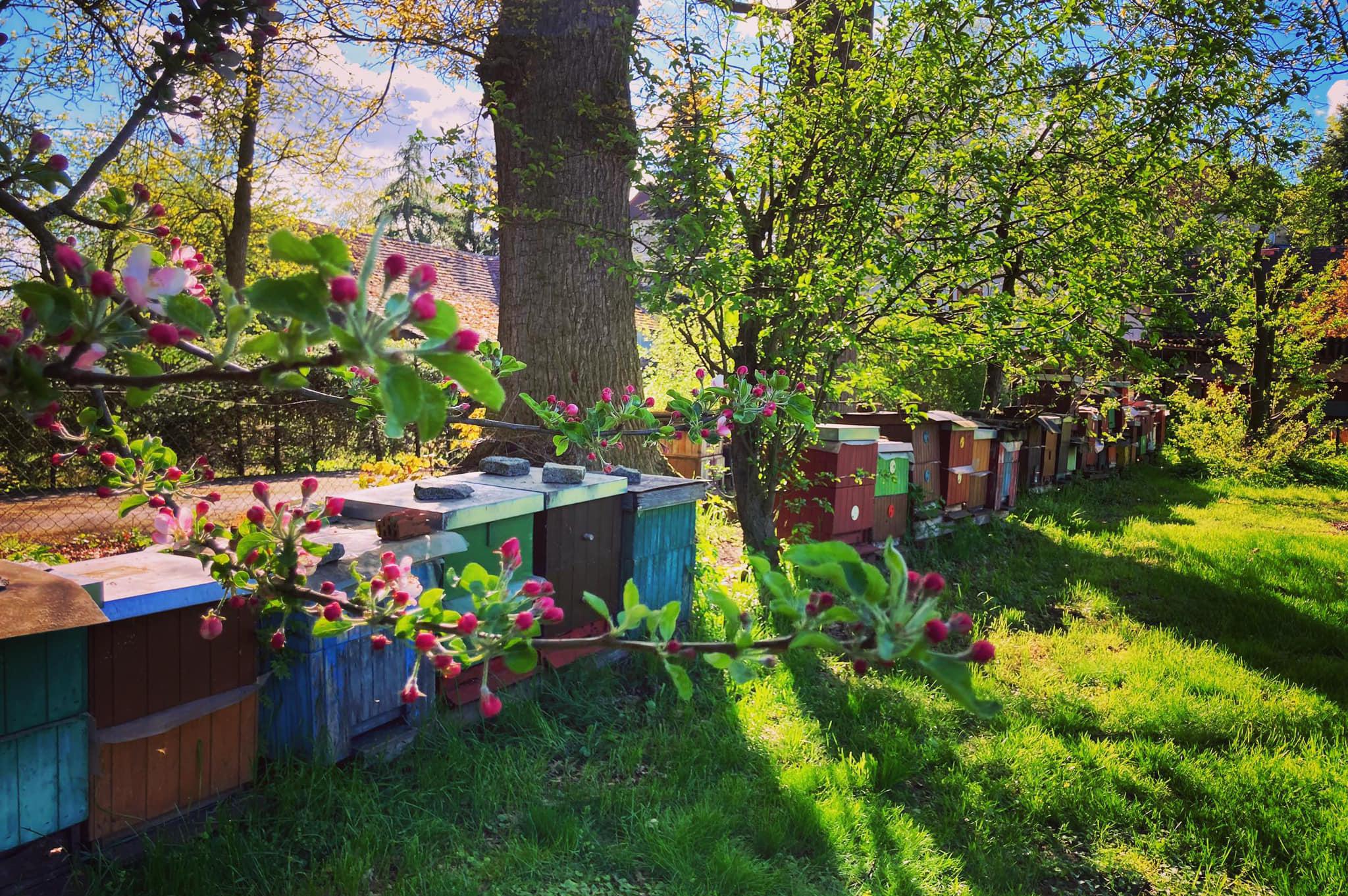 Med z roubenky - prodej medu od včelaře
