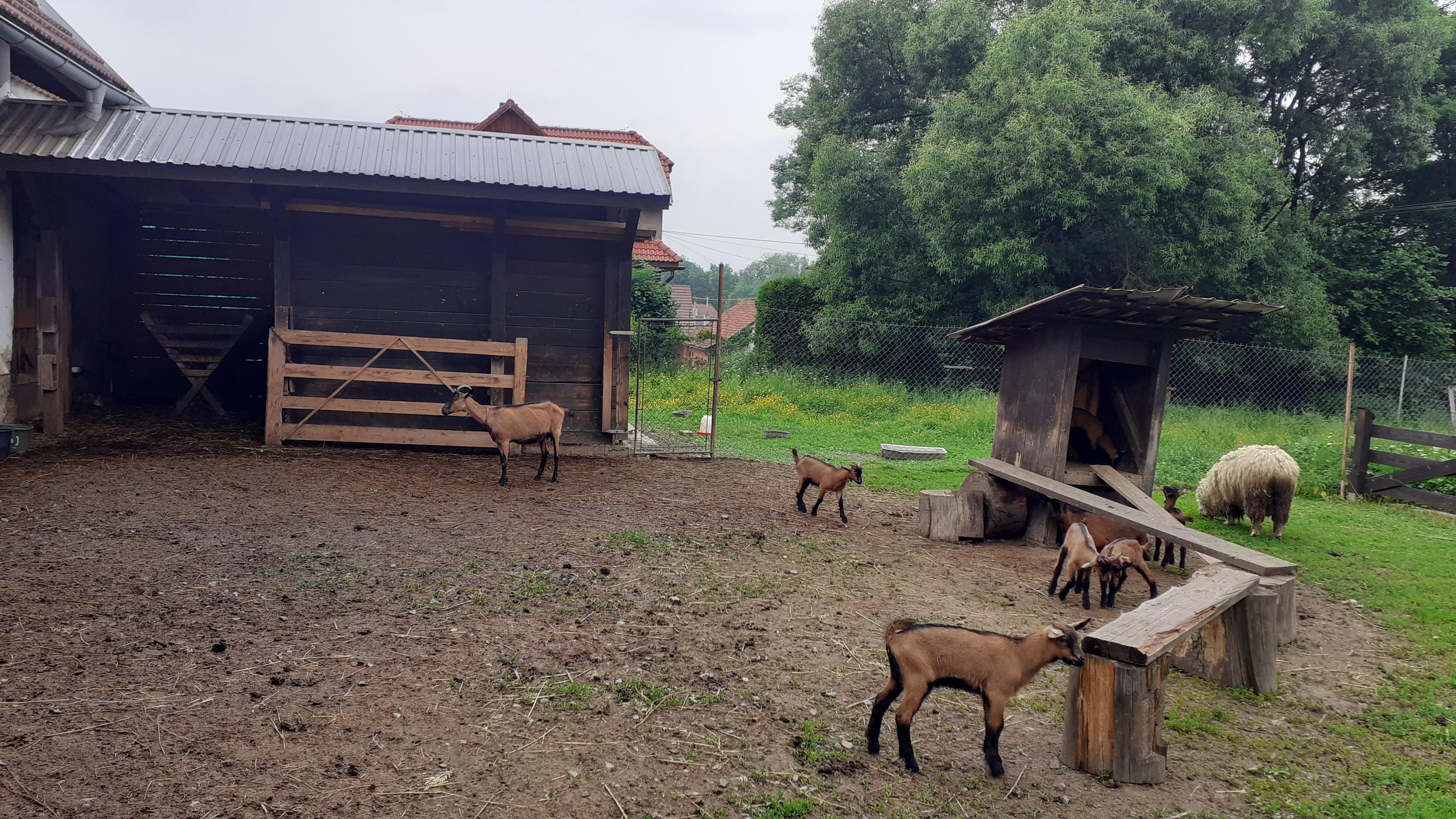 Kozí farma ZERLINA foto 5