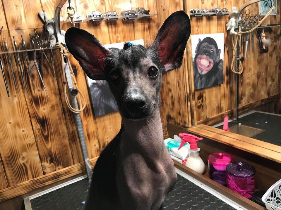 Salon PetGrooming - stříhání psů a koček foto 3