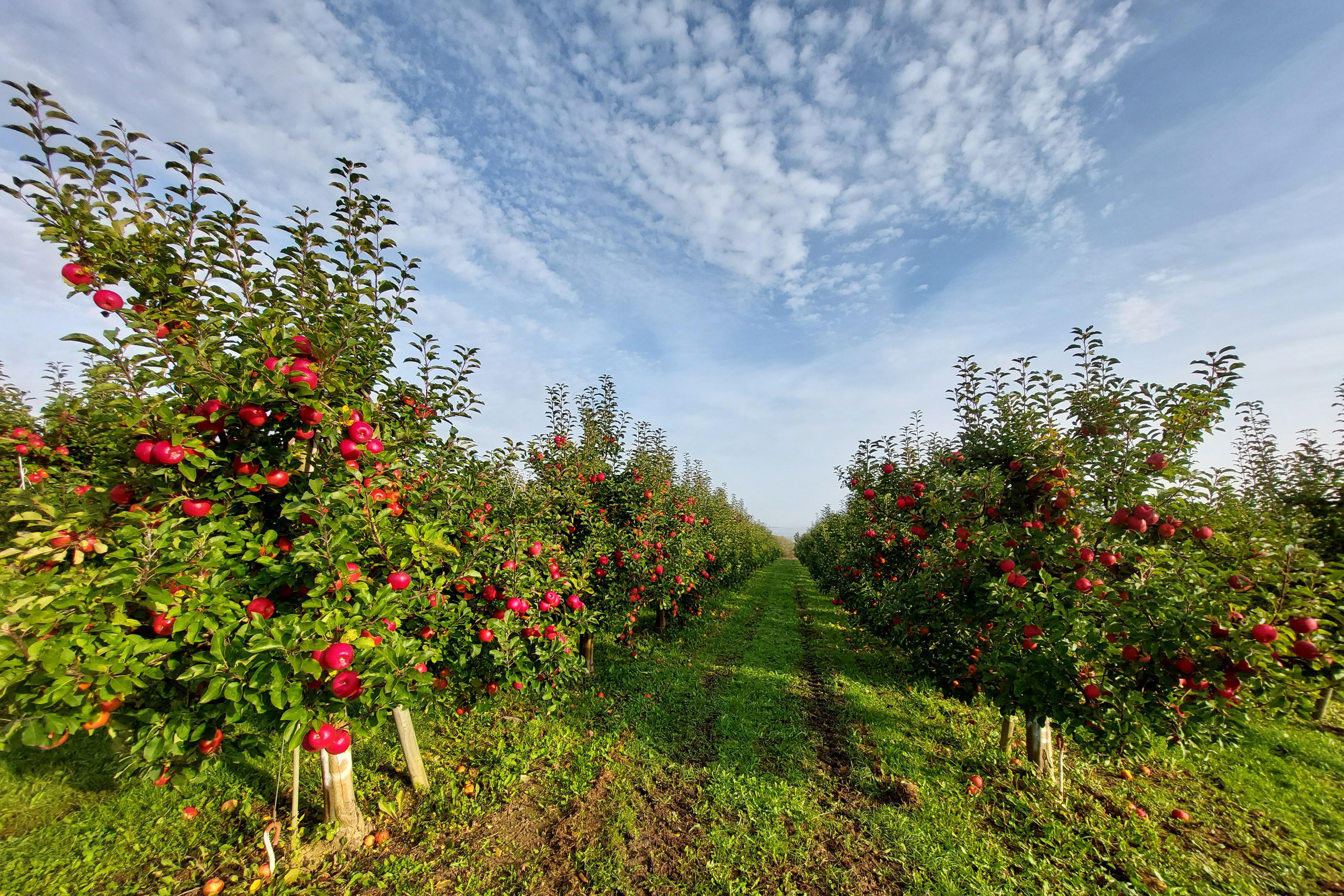Samosběr jablek Lhenice