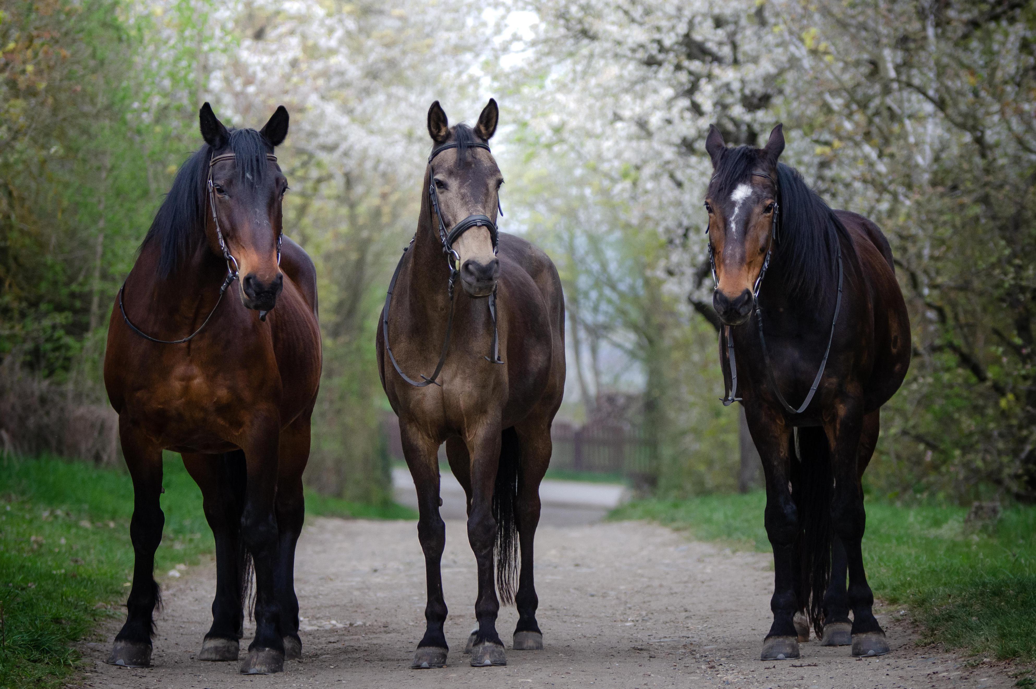 Jezdecký oddíl TJ Slavoj Plzeň z. s. foto 4