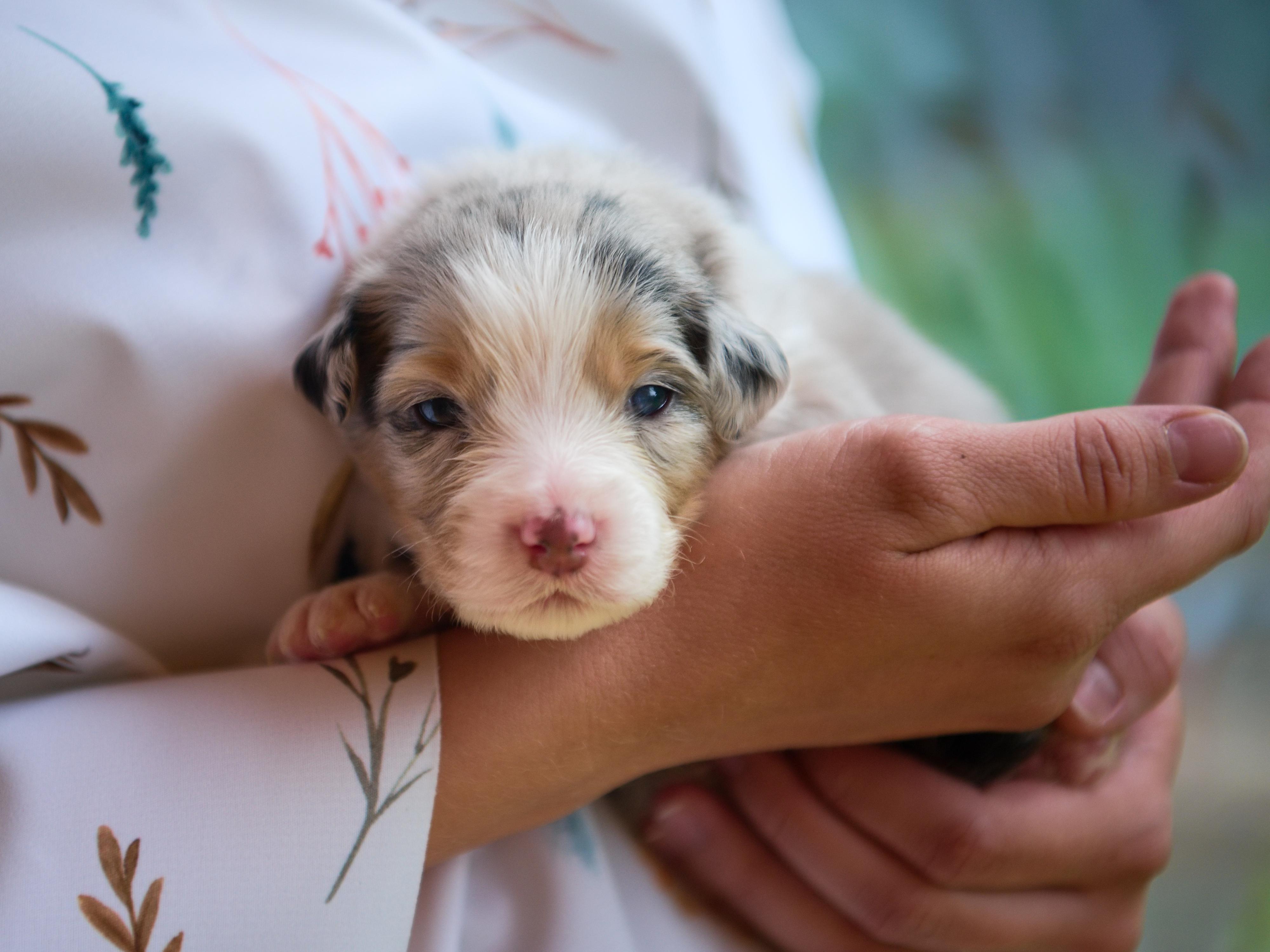 Chovatelská stanice Z Lesa Včelného foto 3