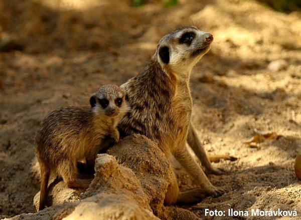 Zoopark Nehvizdy (Nehvizdy) • Firmy.cz