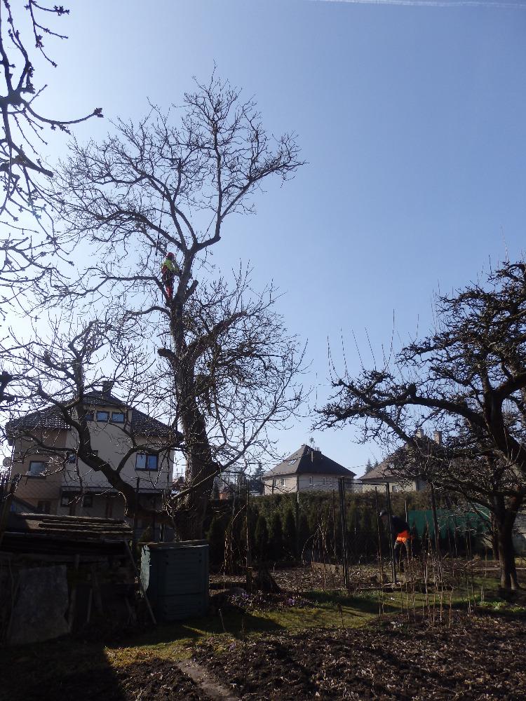 Rizikové Kácení stromů Pavel Touš foto 6