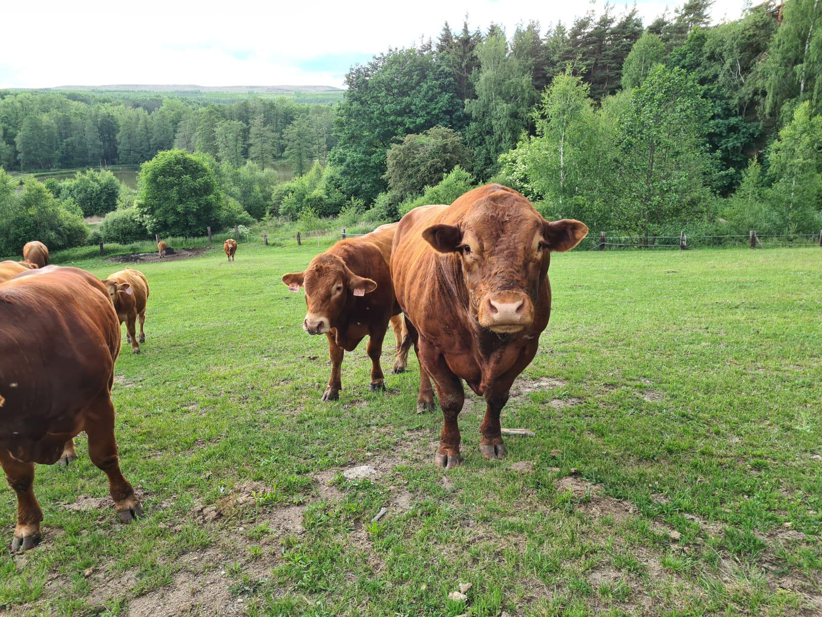 FARMA POKLUDA, s.r.o. foto 6