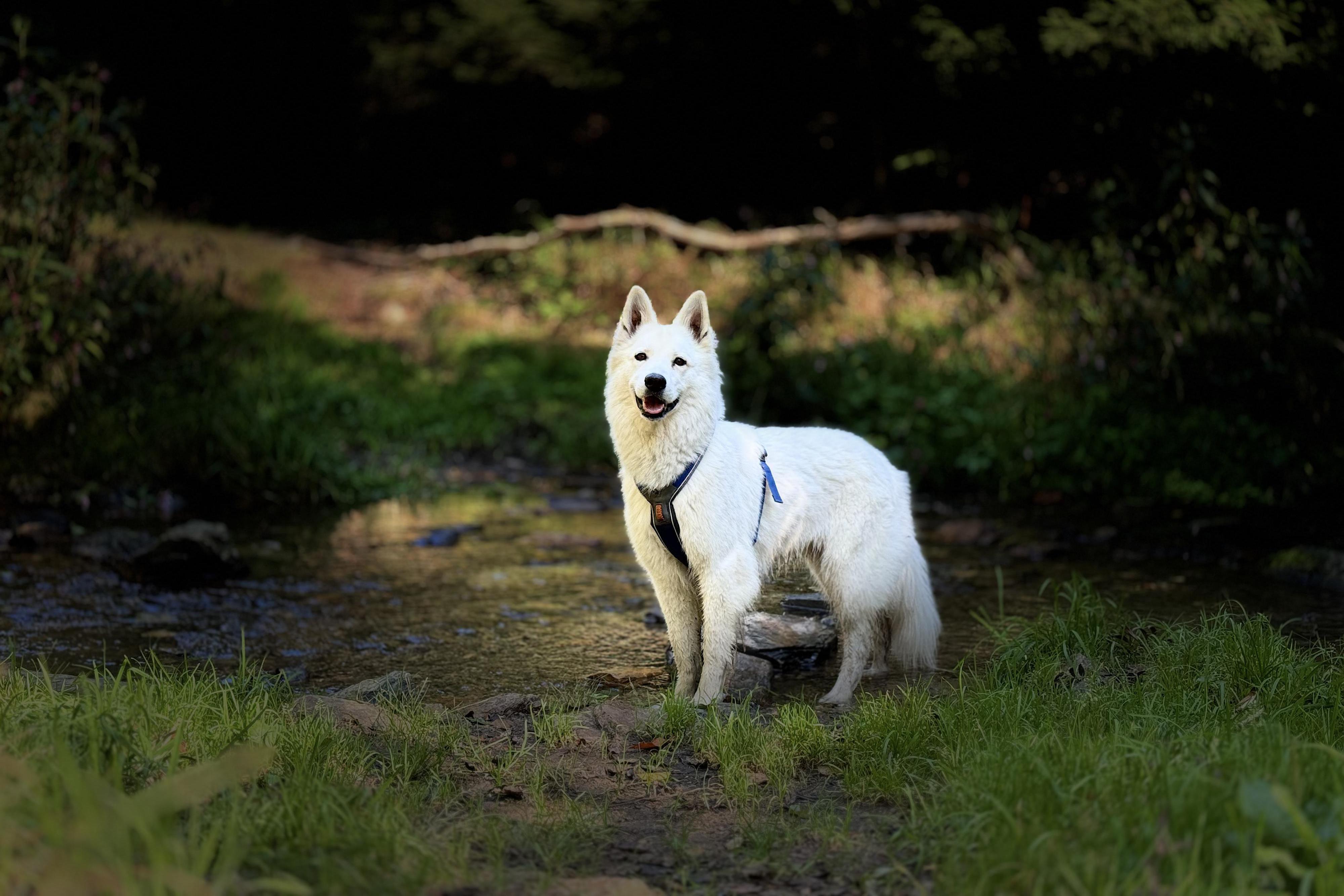Fyzioterapie a rehabilitace zvířat Acharis