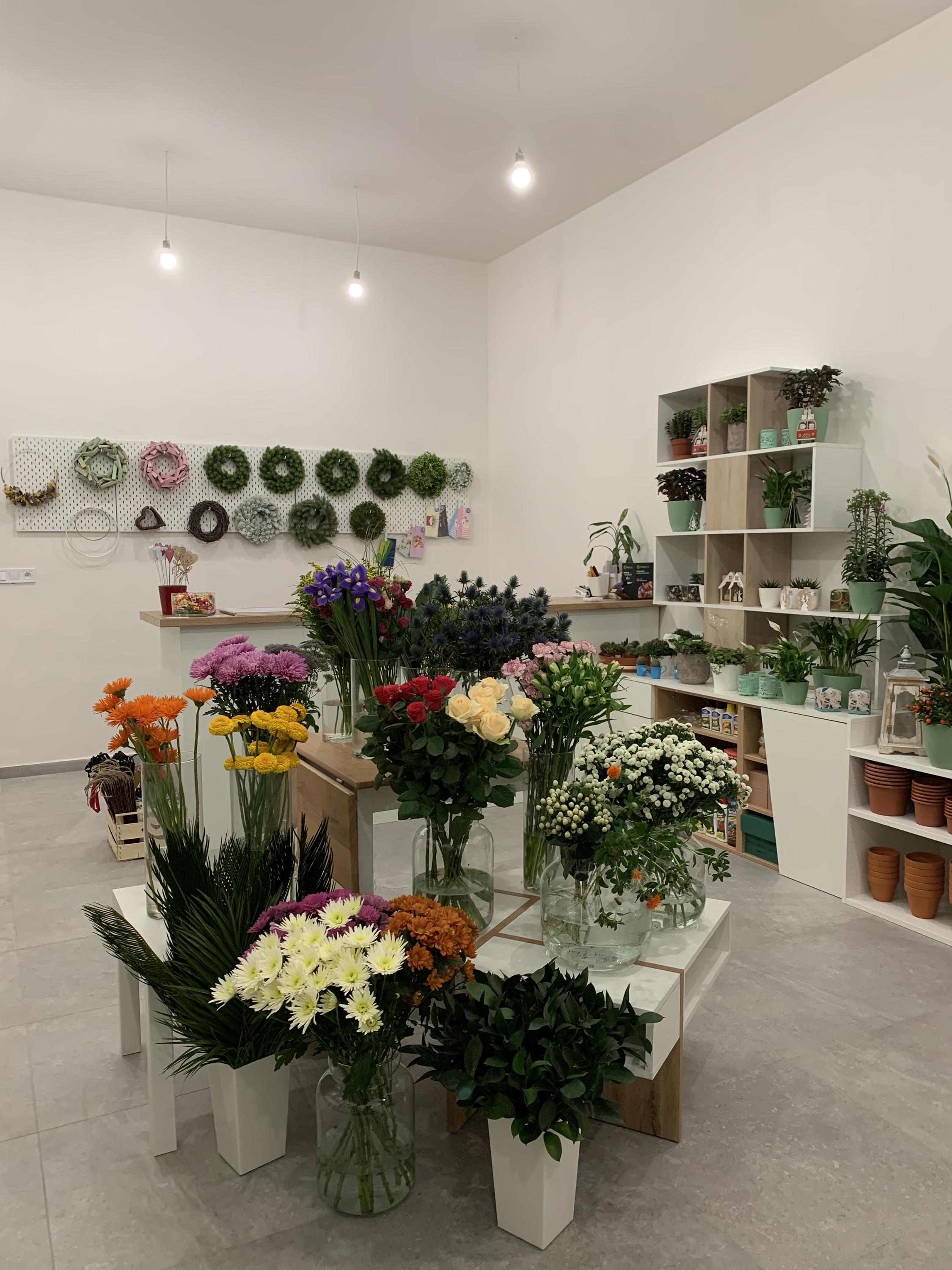 Kačenčino kvítí foto 3