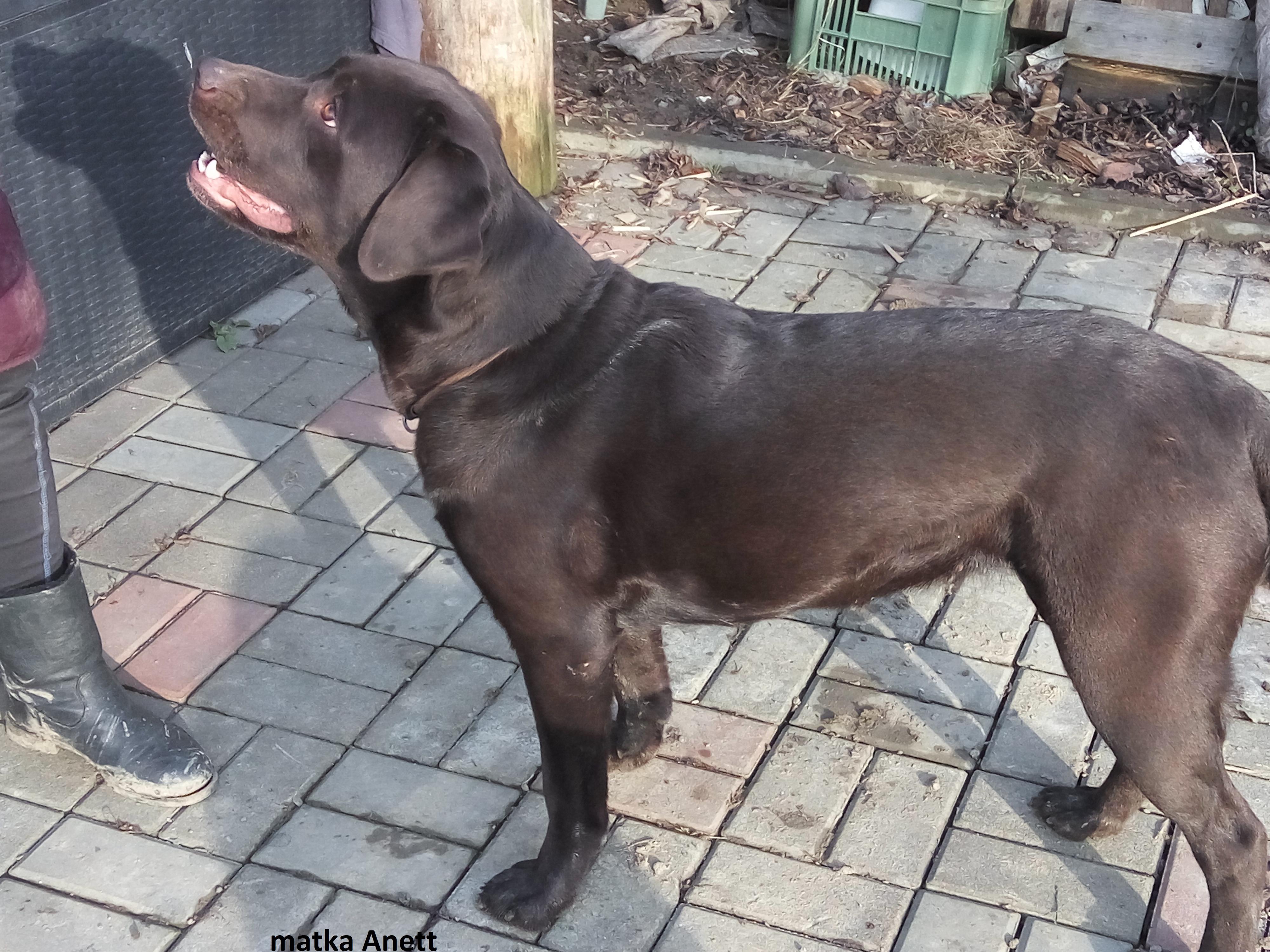 Ranč u Dany - Chovatelská stanice foto 2