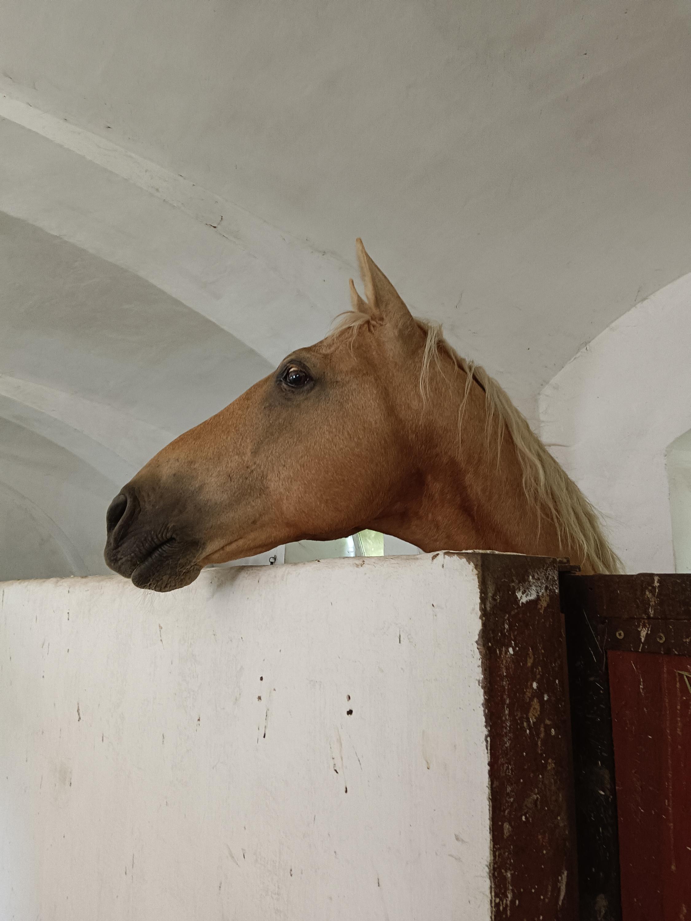 Cavalos Centrum z. s. foto 5