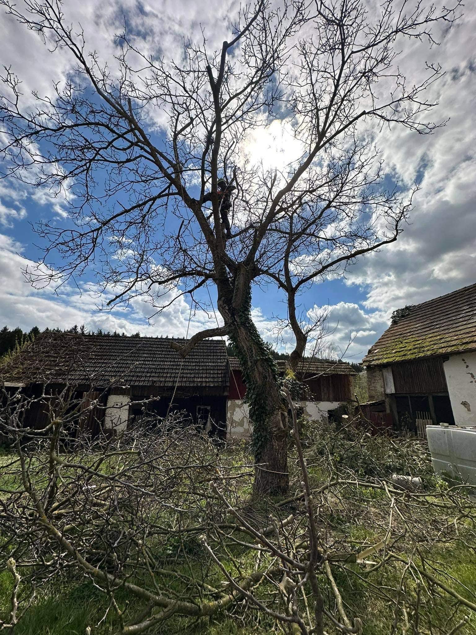 Péče o dřeviny - Filip Holzer foto 4
