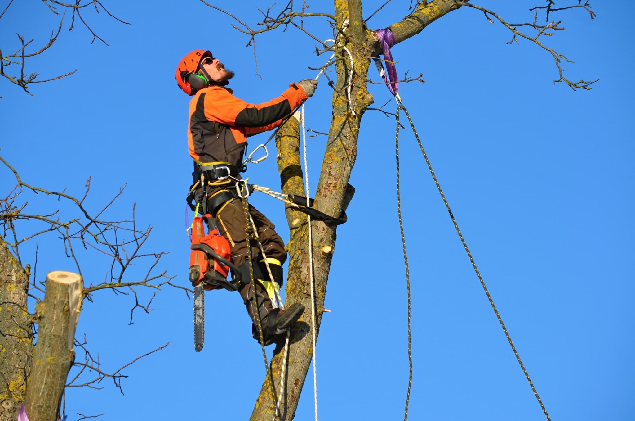 Rizikové kácení stromů Pešek foto 3