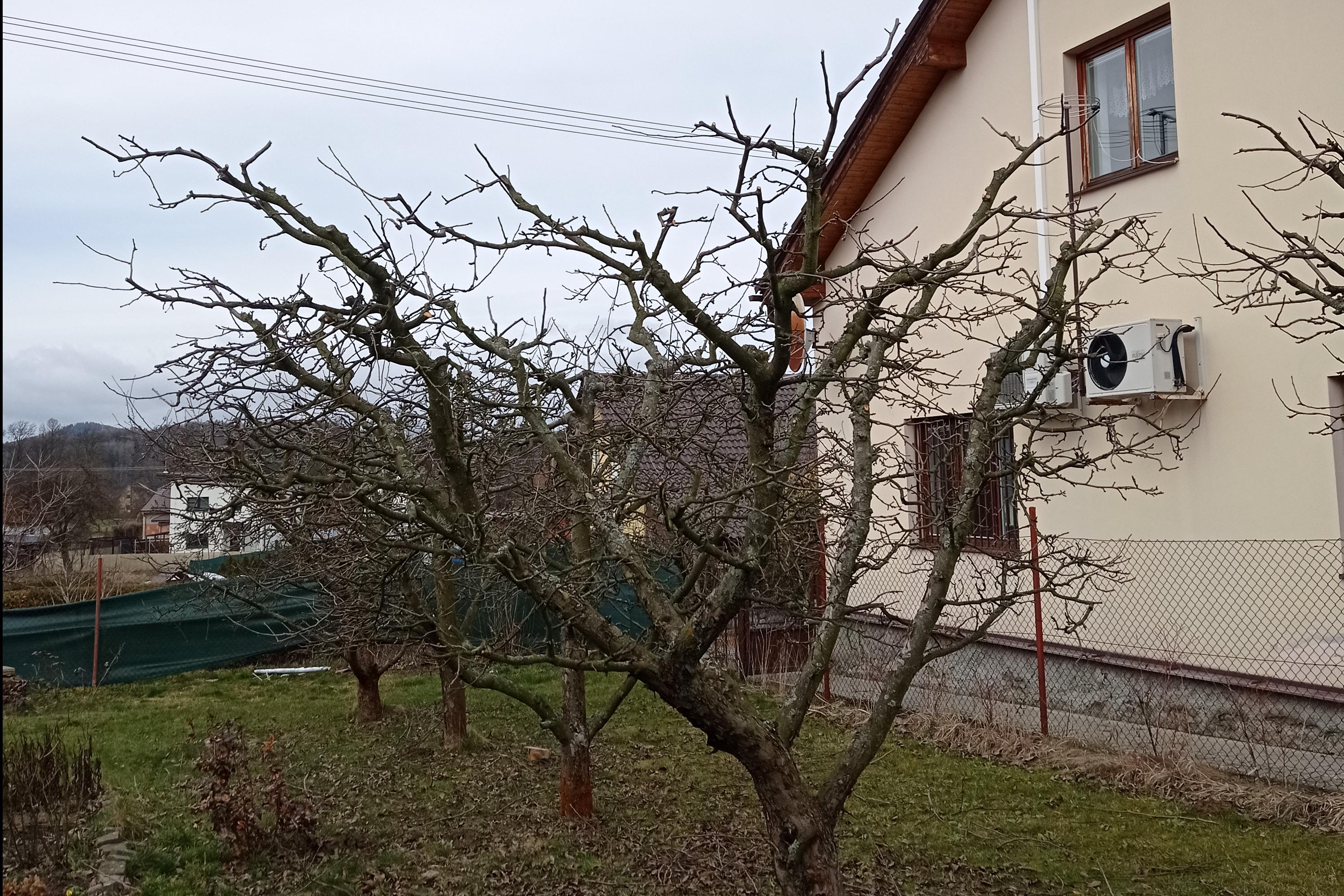 ŘEZ OVOCNÝCH STROMŮ