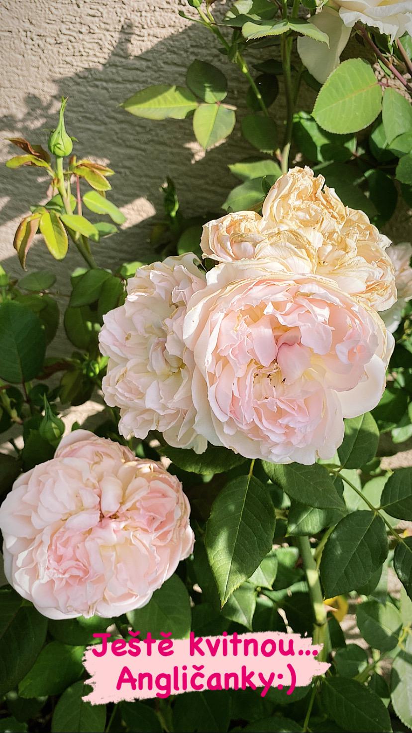 Chalupa u Bylinkářky foto 3