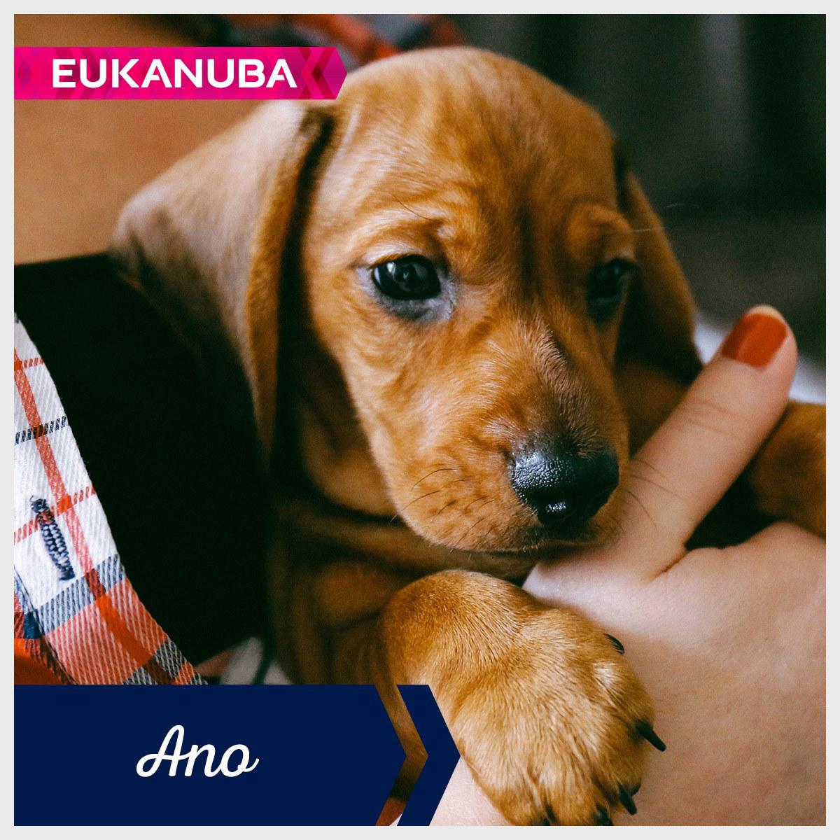 Útulek pro toulavá a opuštěná zvířata foto 2