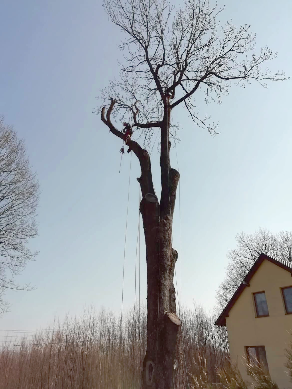 Rizikové kácení - Minkovič foto 4