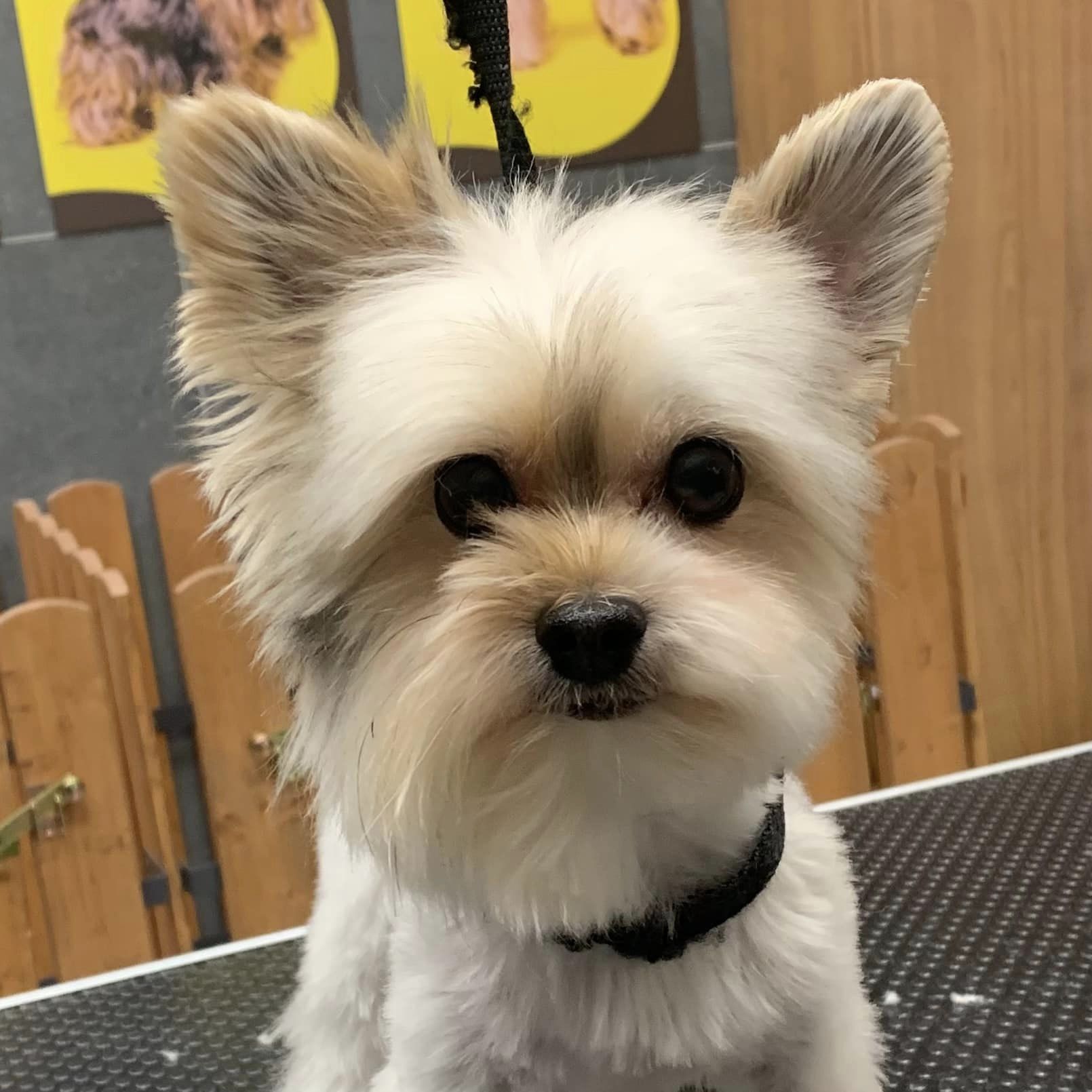 Kompletní úprava psů