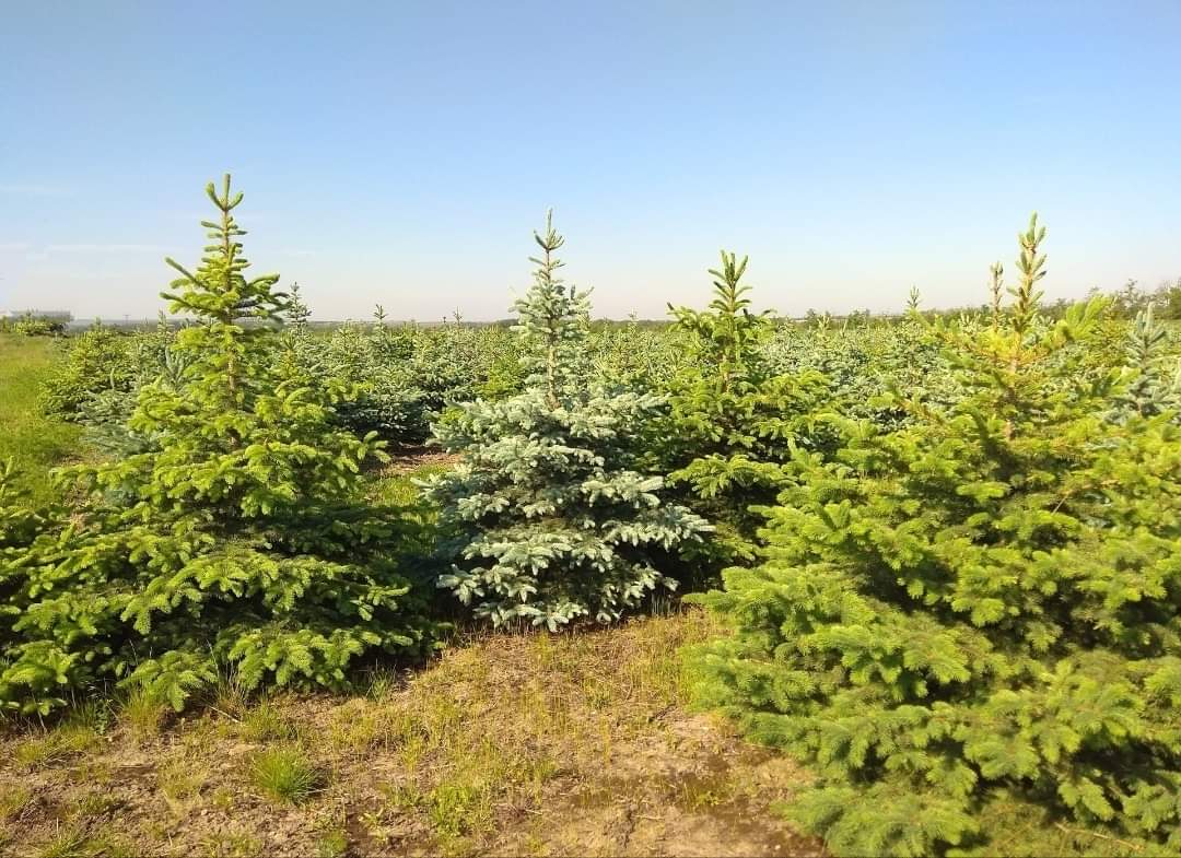 Plantáž vánočních stromků Hodonice foto 5