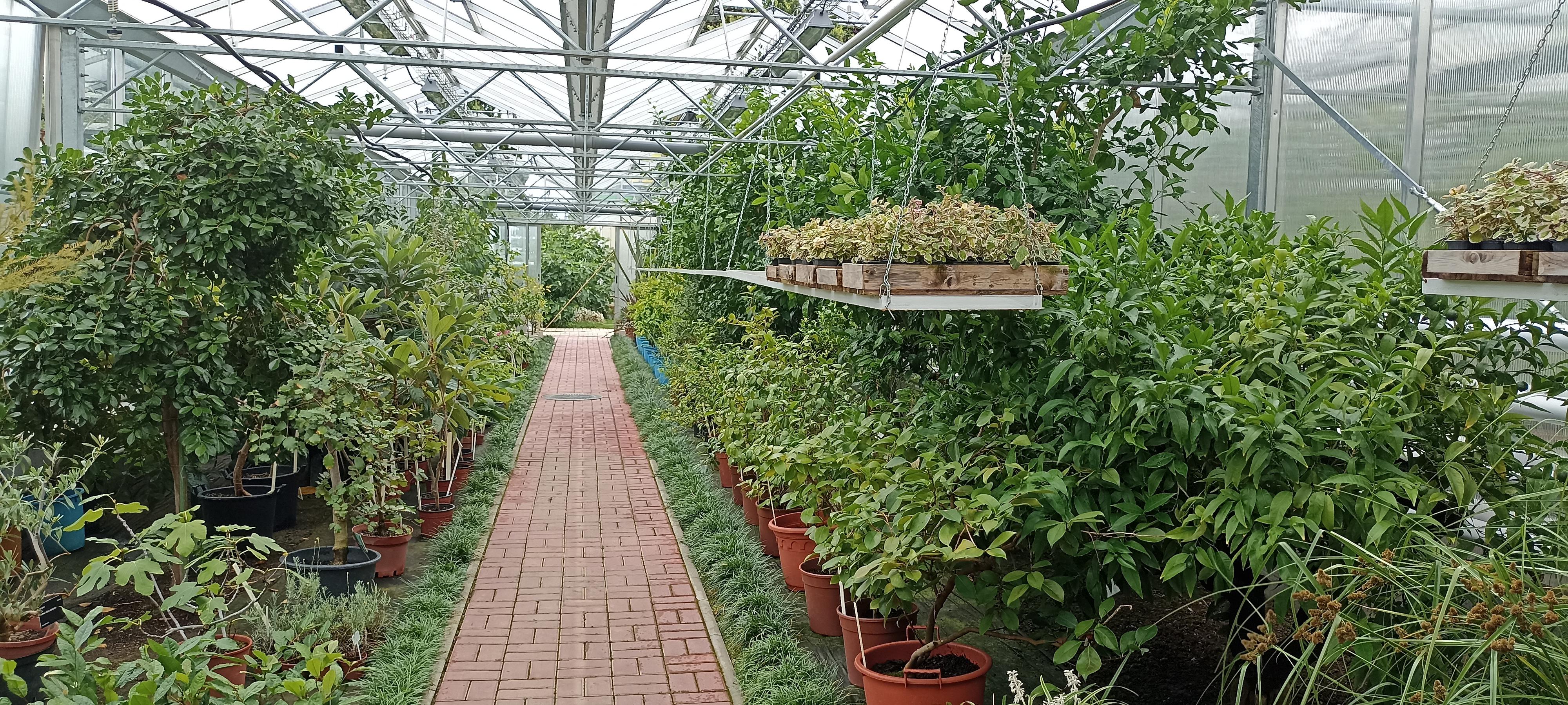 ČZU - Botanická zahrada Fakulty tropického zemědělství foto 5