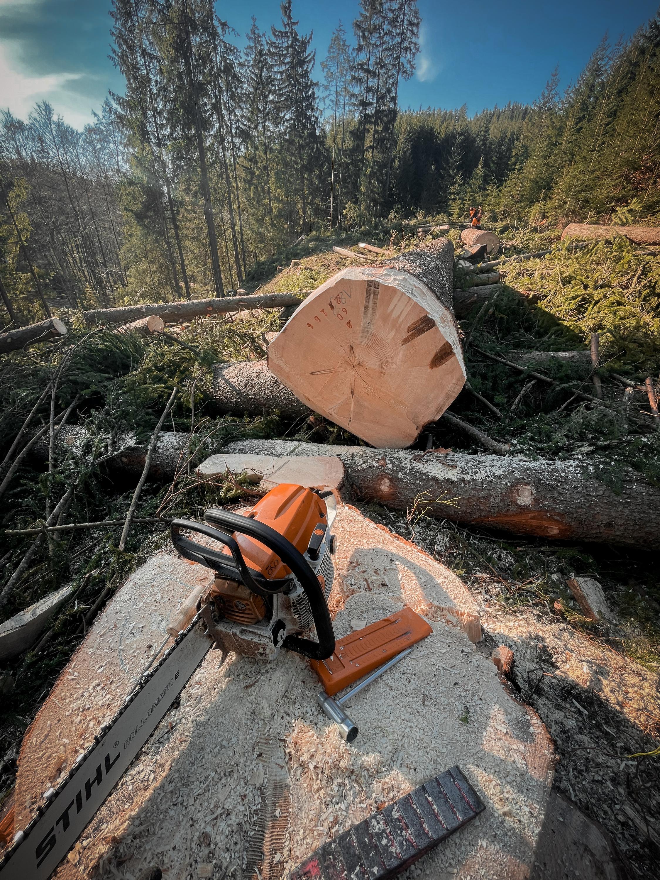 Etreestrvice - Rizikové kácení stromů foto 4