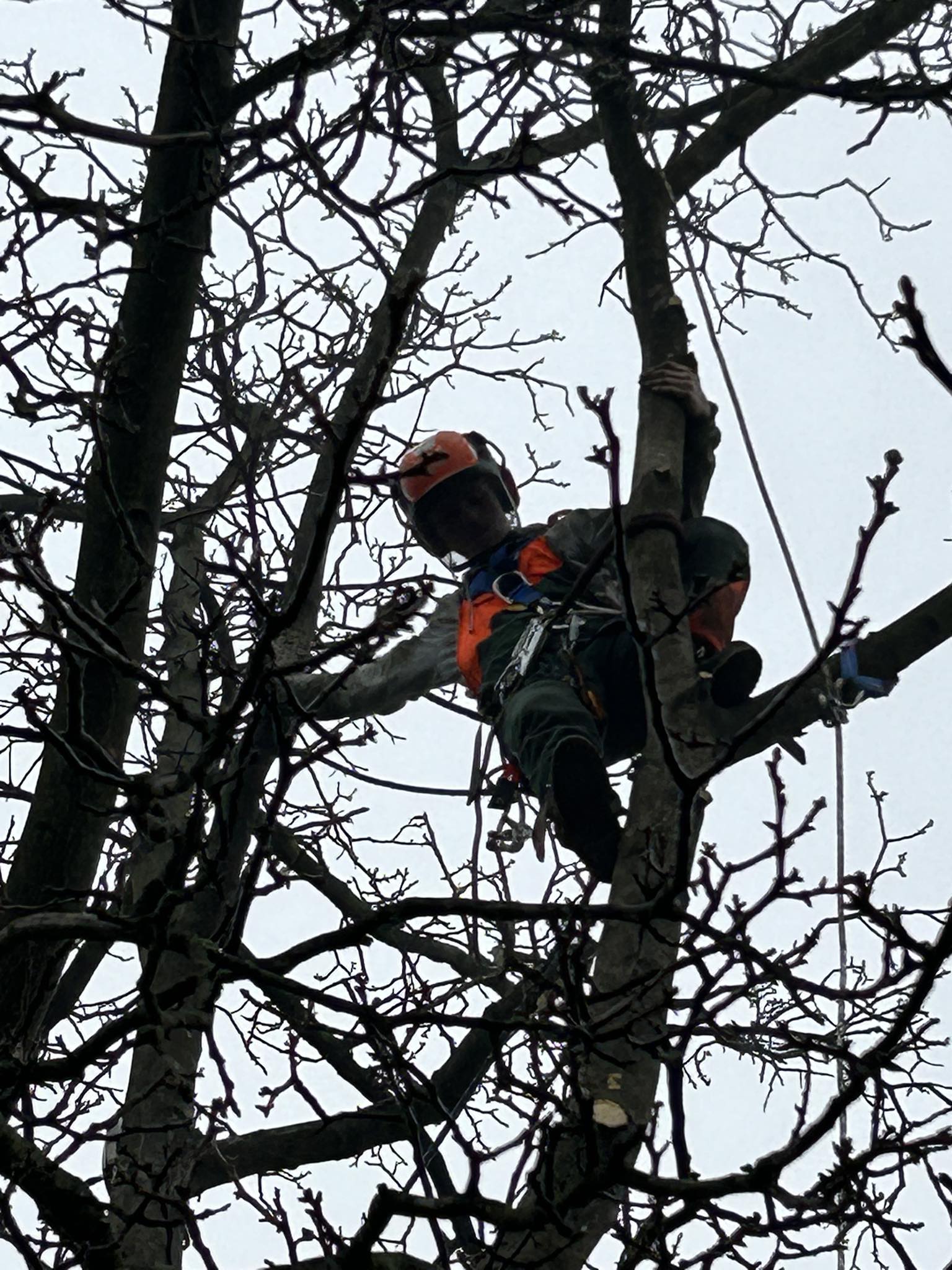 Janovo Dřevo foto 3