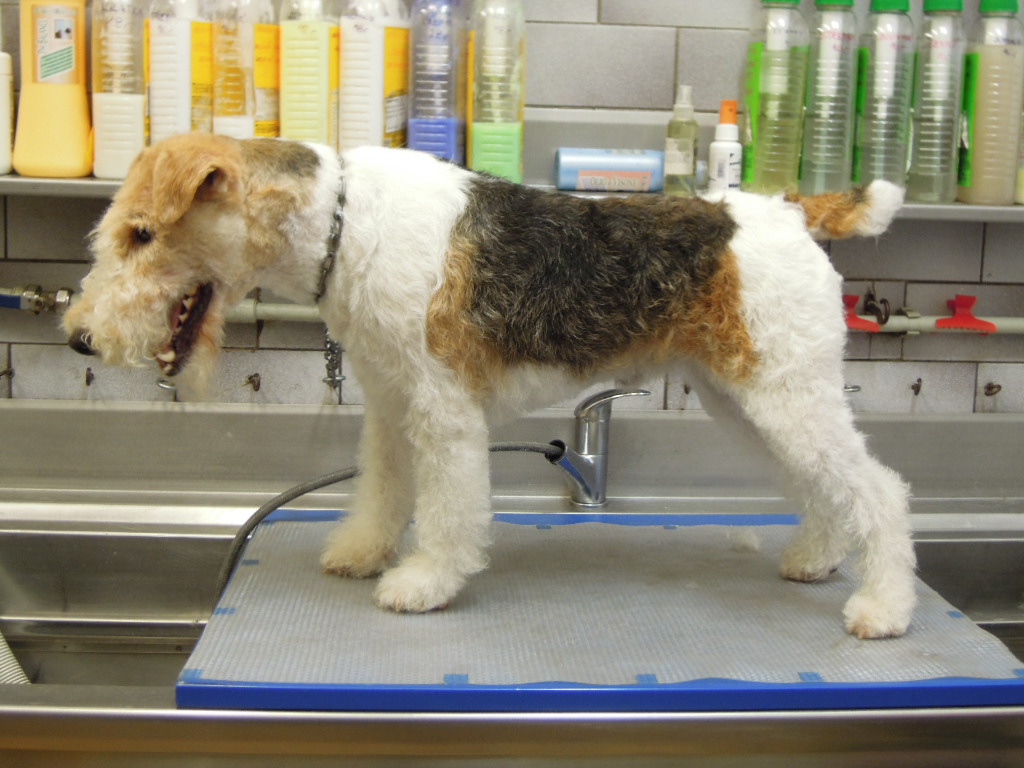 Rekvalifikační kurz: Střihač/střihačka psů