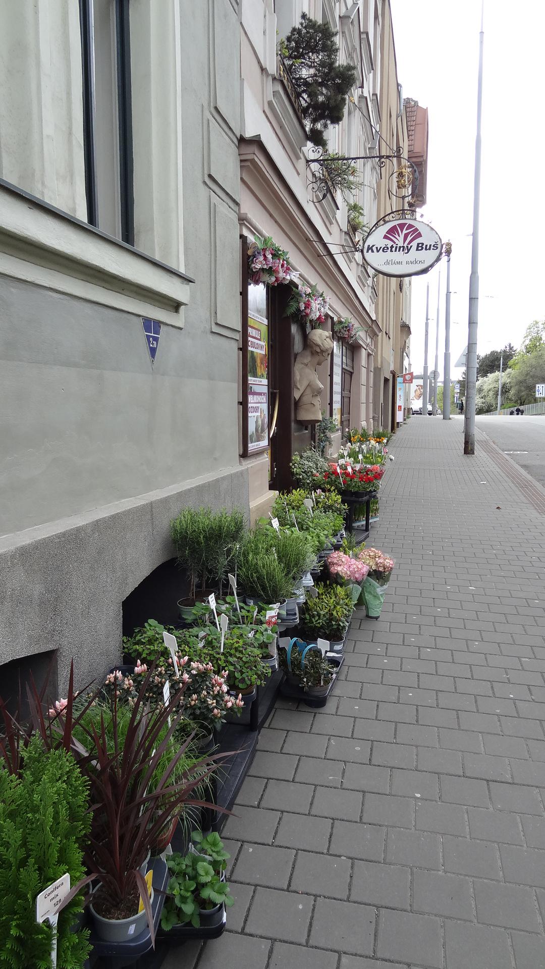 Květiny Buš foto 2